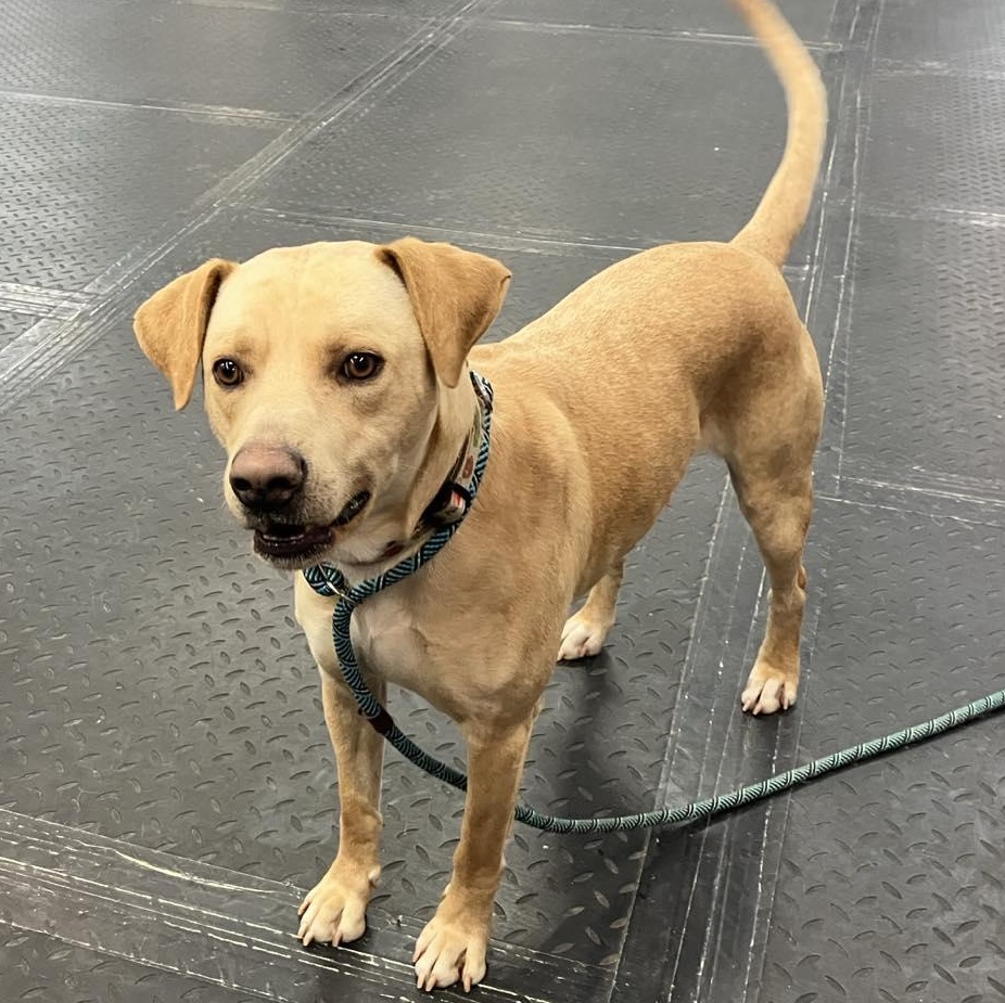 Blaze , ADOPTABLE, Young Male Golden Retriever & Yellow Labrador Retriever.