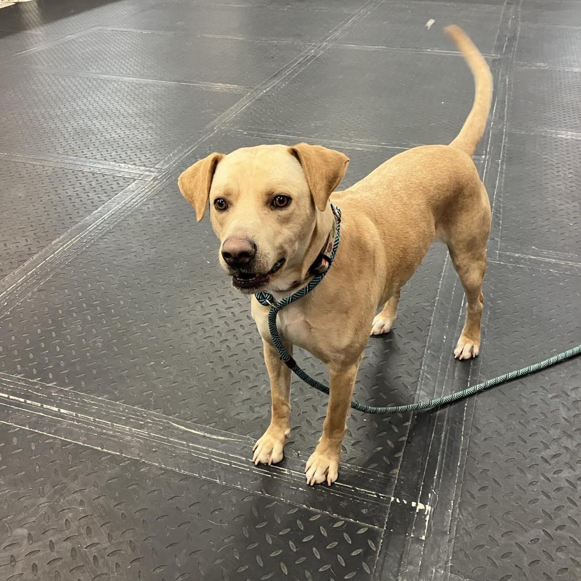 Enlarge Blaze , a ADOPTABLE mixed breed in Plainfield, IL image 4/4