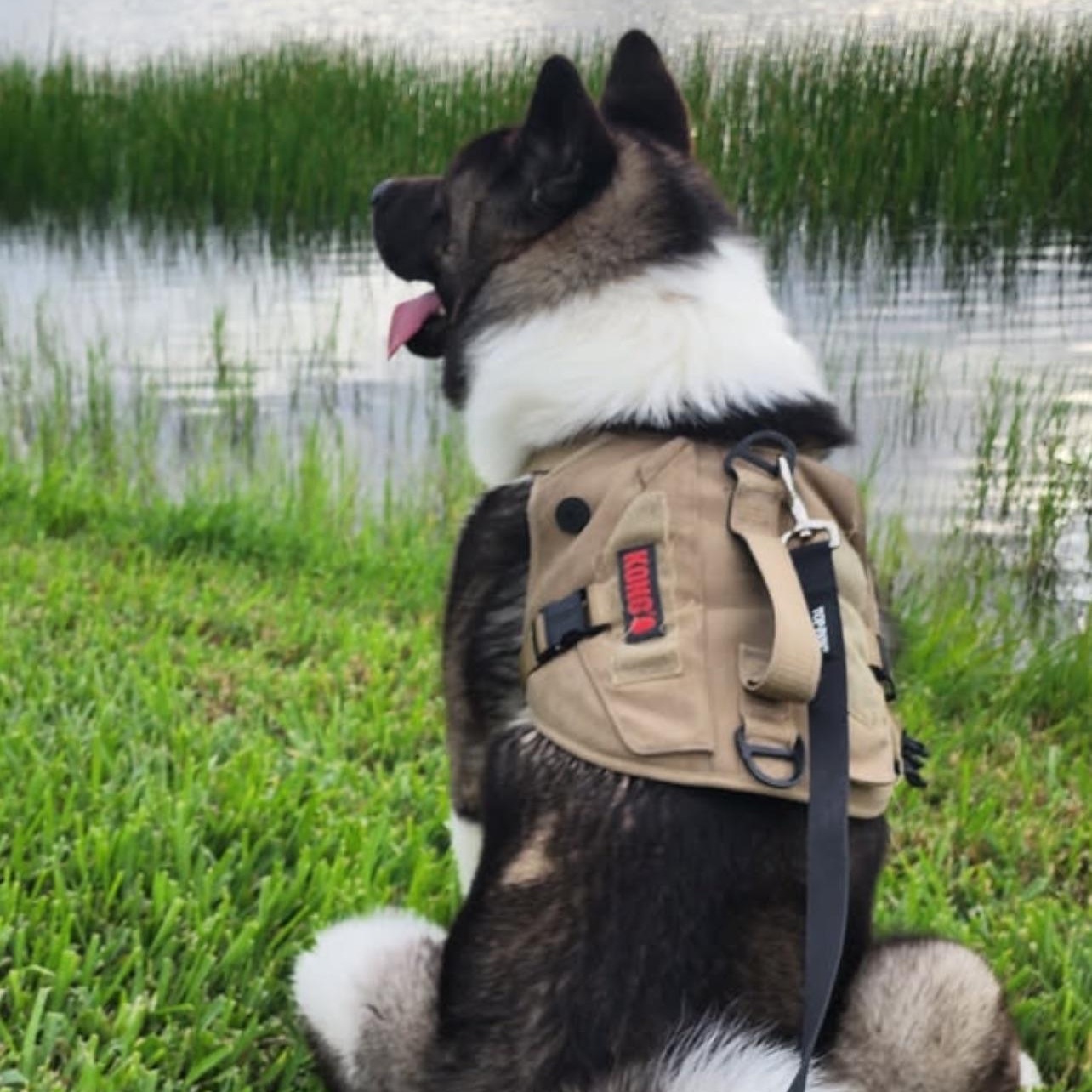 Bear (Osito), a Adoptable mixed breed in Fort Myers, FL image 2/3