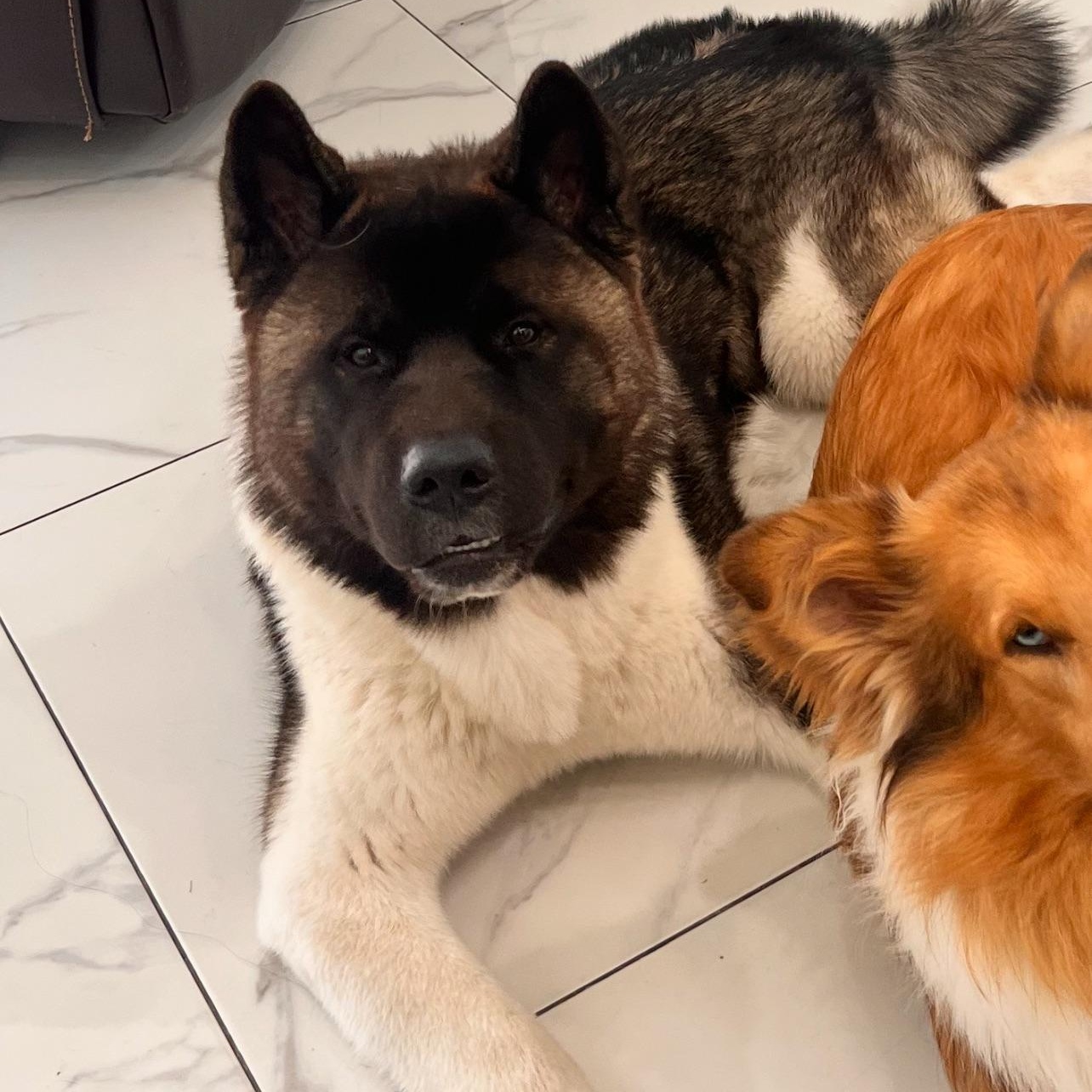 Bear (Osito), a Adoptable mixed breed in Fort Myers, FL image 3/3