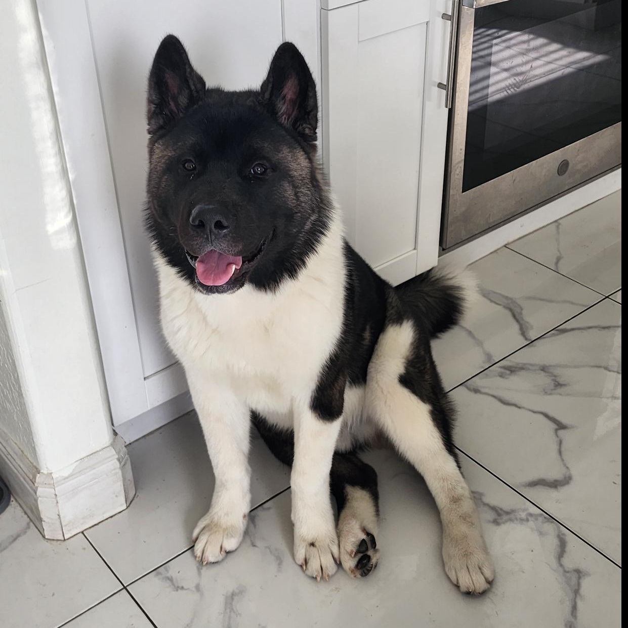 Bear (Osito), a Adoptable mixed breed in Fort Myers, FL image 1/3