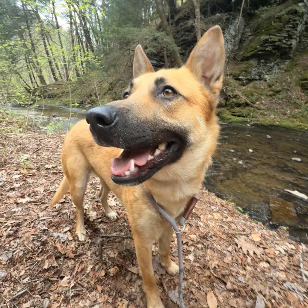 Kala, Adopted, Adult Female Cattle Dog & German Shepherd Dog.