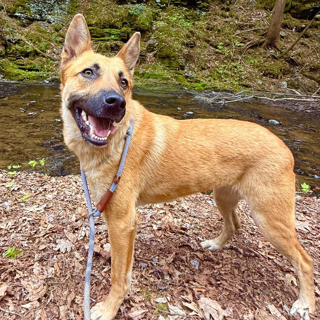 Enlarge Kala, a Adopted mixed breed in Milford, NY image 2/4