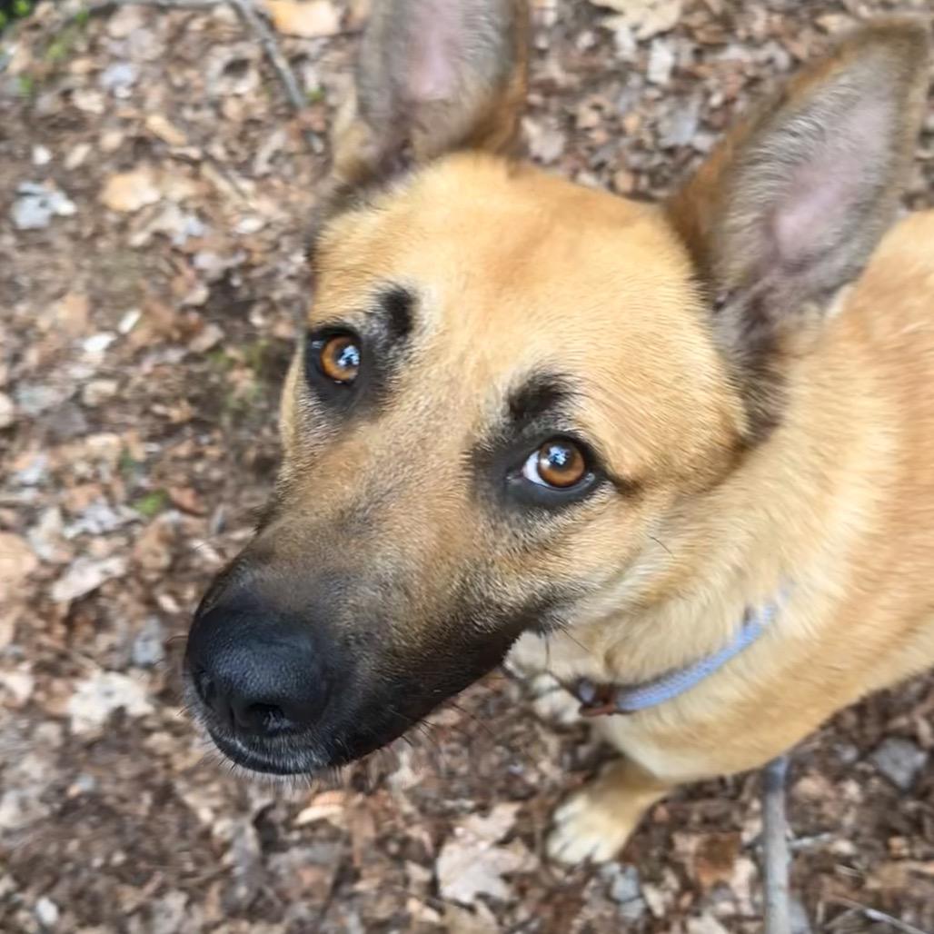 Enlarge Kala, a Adopted mixed breed in Milford, NY image 3/4