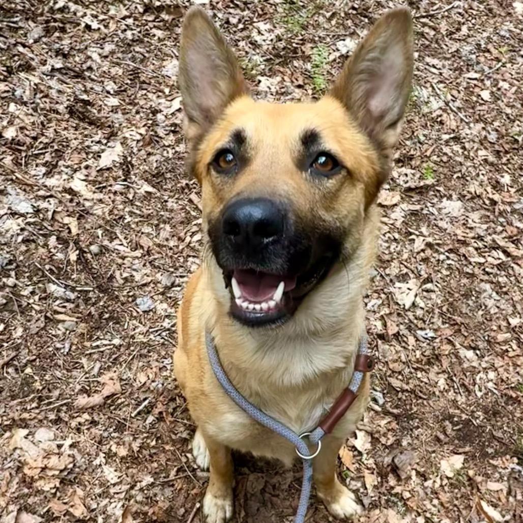 Enlarge Kala, a Adopted mixed breed in Milford, NY image 4/4