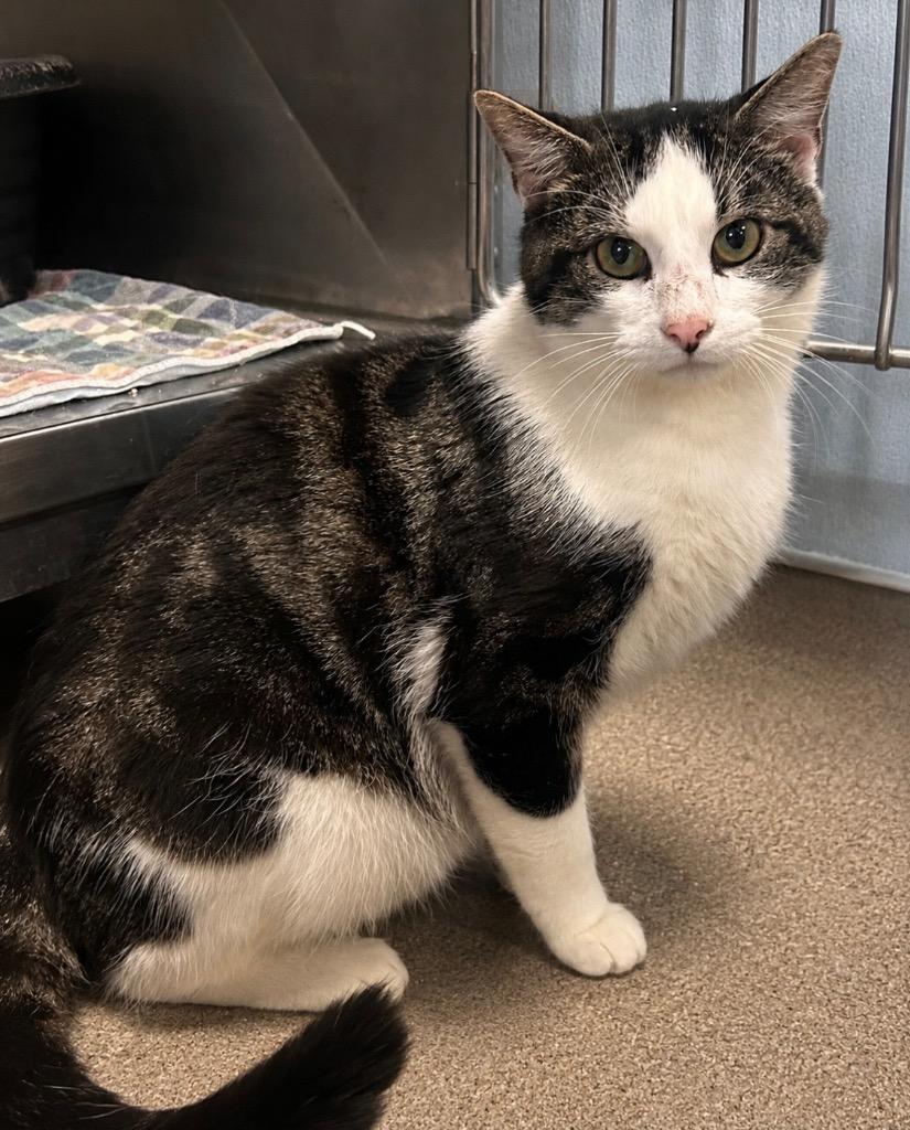 Enlarge Denny, a Adoptable mixed breed in New Manchester, WV image 1/6
