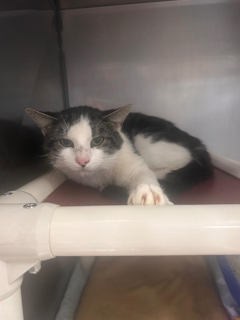 Denny, Adoptable, Young Male Domestic Short Hair.