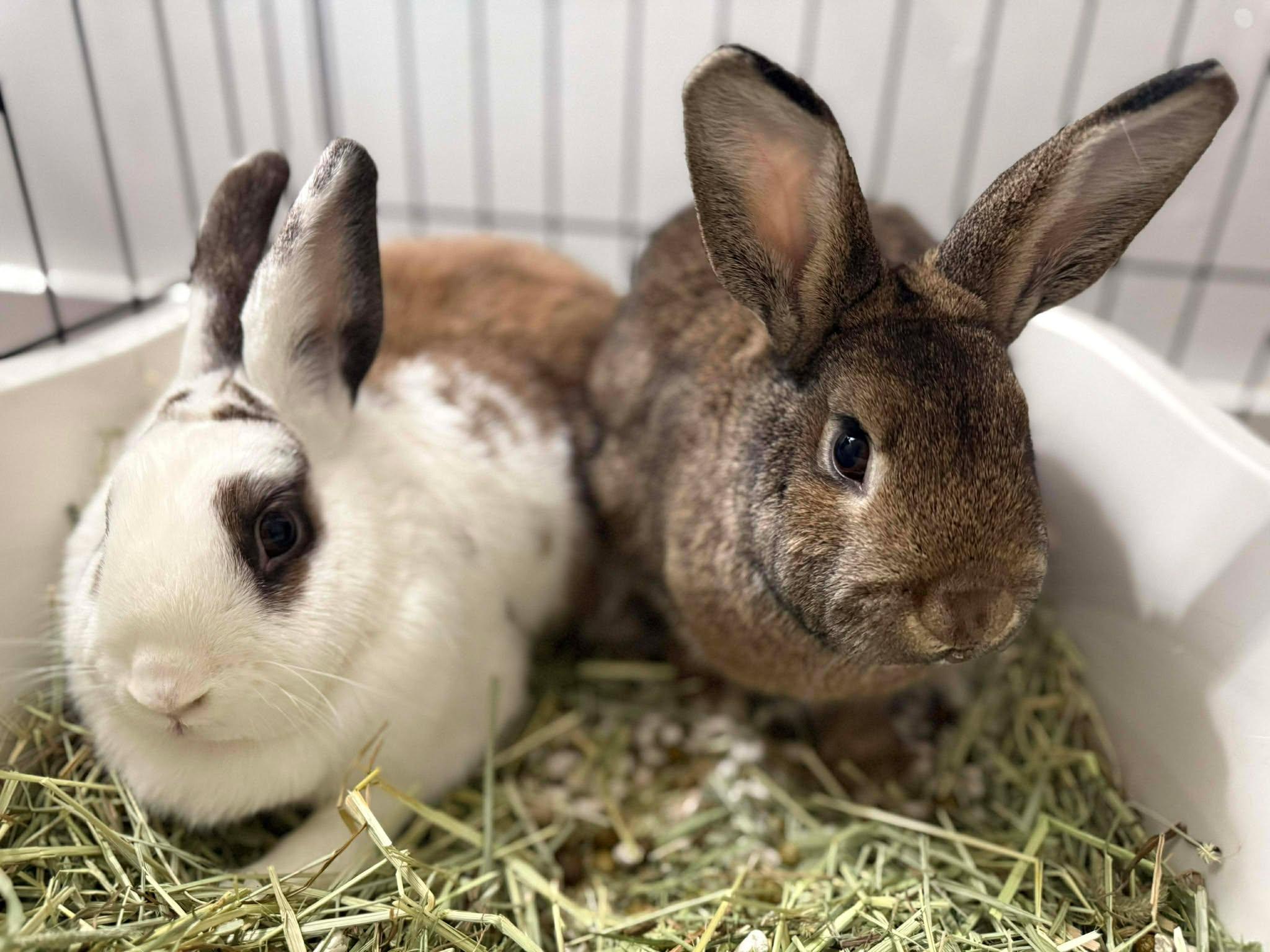 Enlarge Scarlett *bonded with Clyde*, an adopted mixed breed in Norway, ME image 3/6