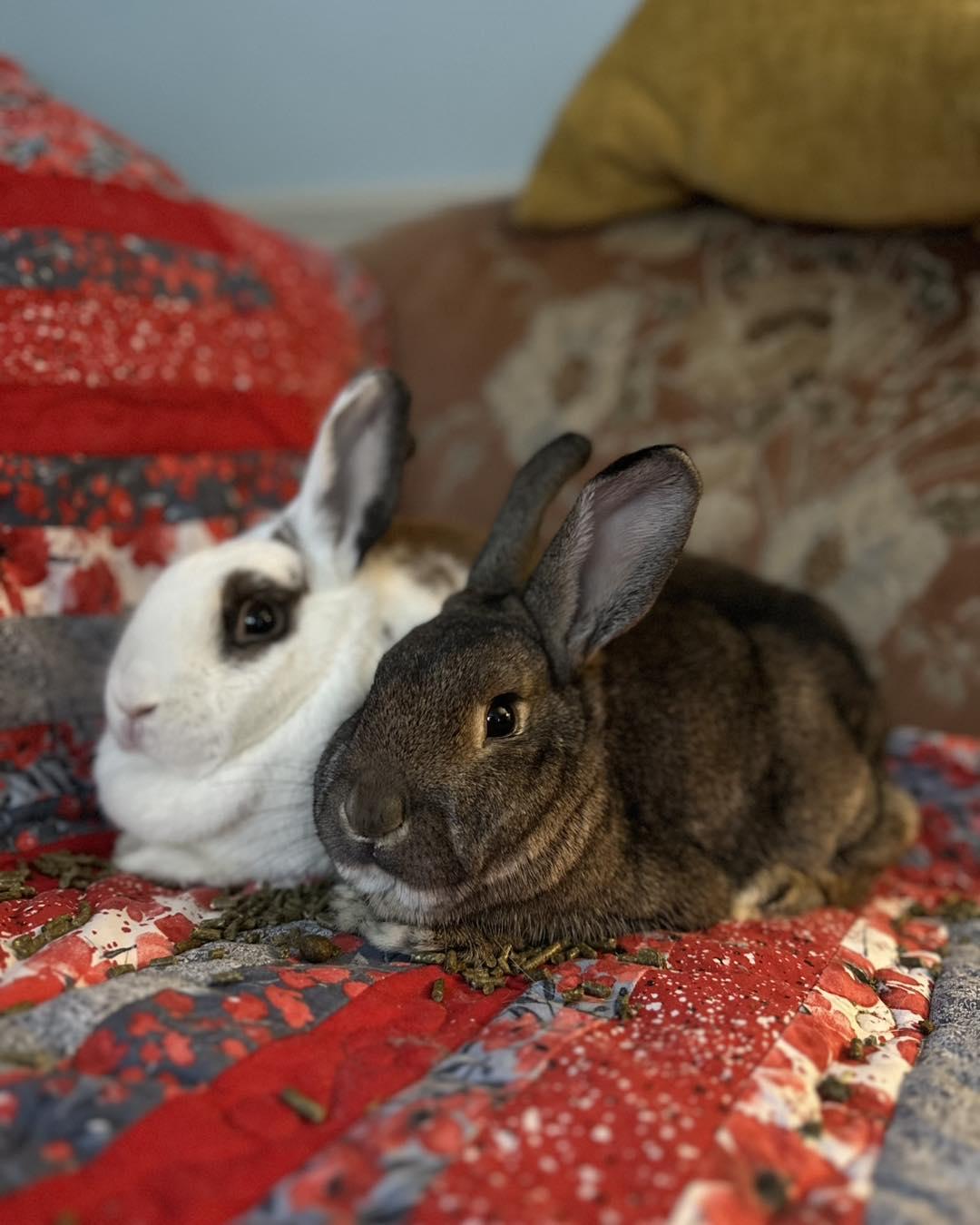 Enlarge Scarlett *bonded with Clyde*, an adopted mixed breed in Norway, ME image 5/6