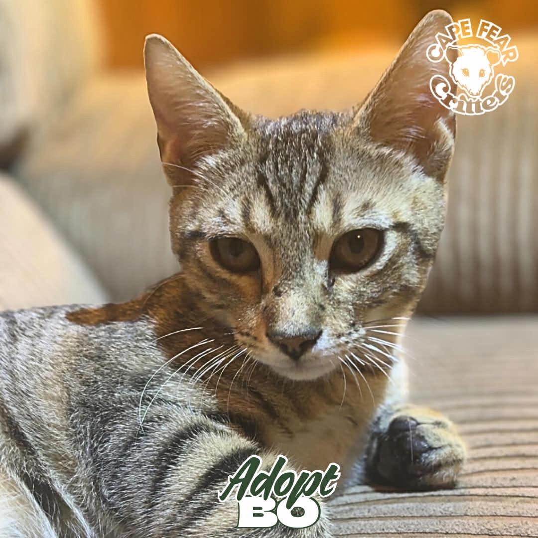 Enlarge Bo, an adopted Domestic Short Hair in Wilmington, NC image 1/3