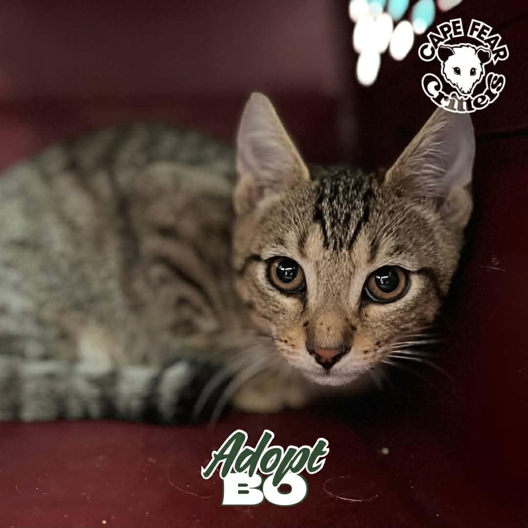 Enlarge Bo, an adopted Domestic Short Hair in Wilmington, NC image 3/3