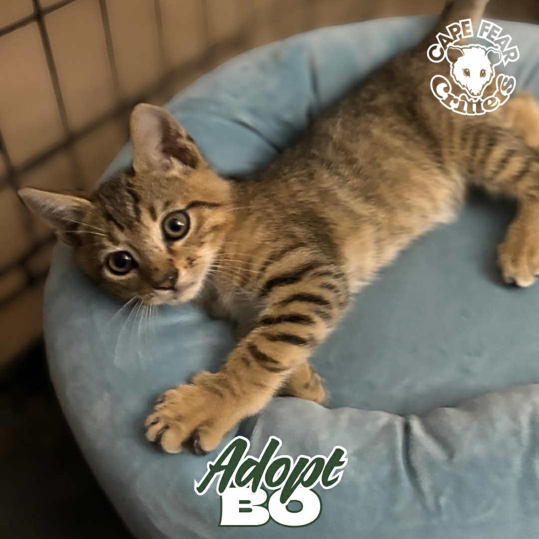 Enlarge Bo, an adopted Domestic Short Hair in Wilmington, NC image 2/3