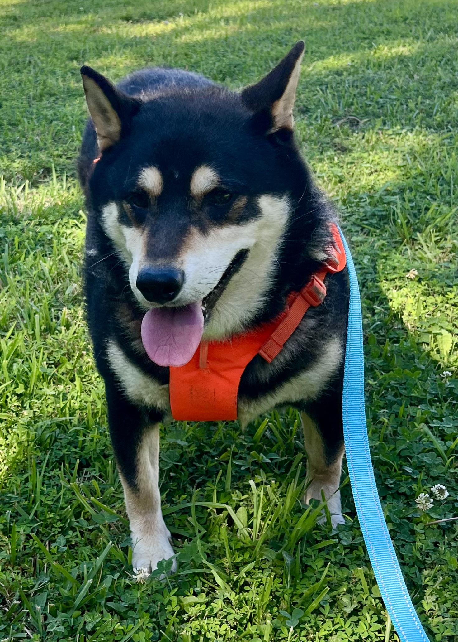 Ojin, a ADOPTABLE Shiba Inu in Jonesburg, MO image 2/6