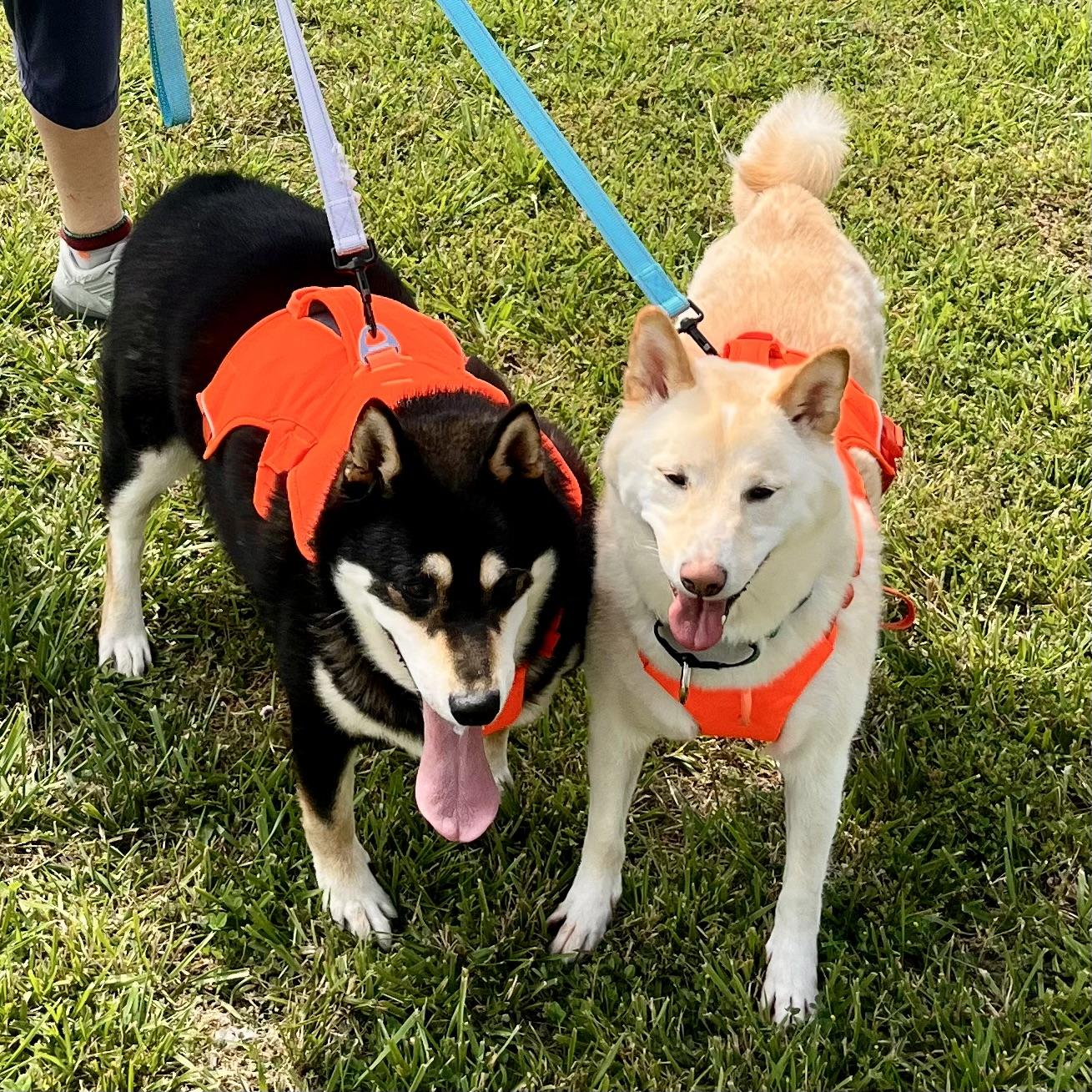Ojin, a ADOPTABLE Shiba Inu in Jonesburg, MO image 4/6
