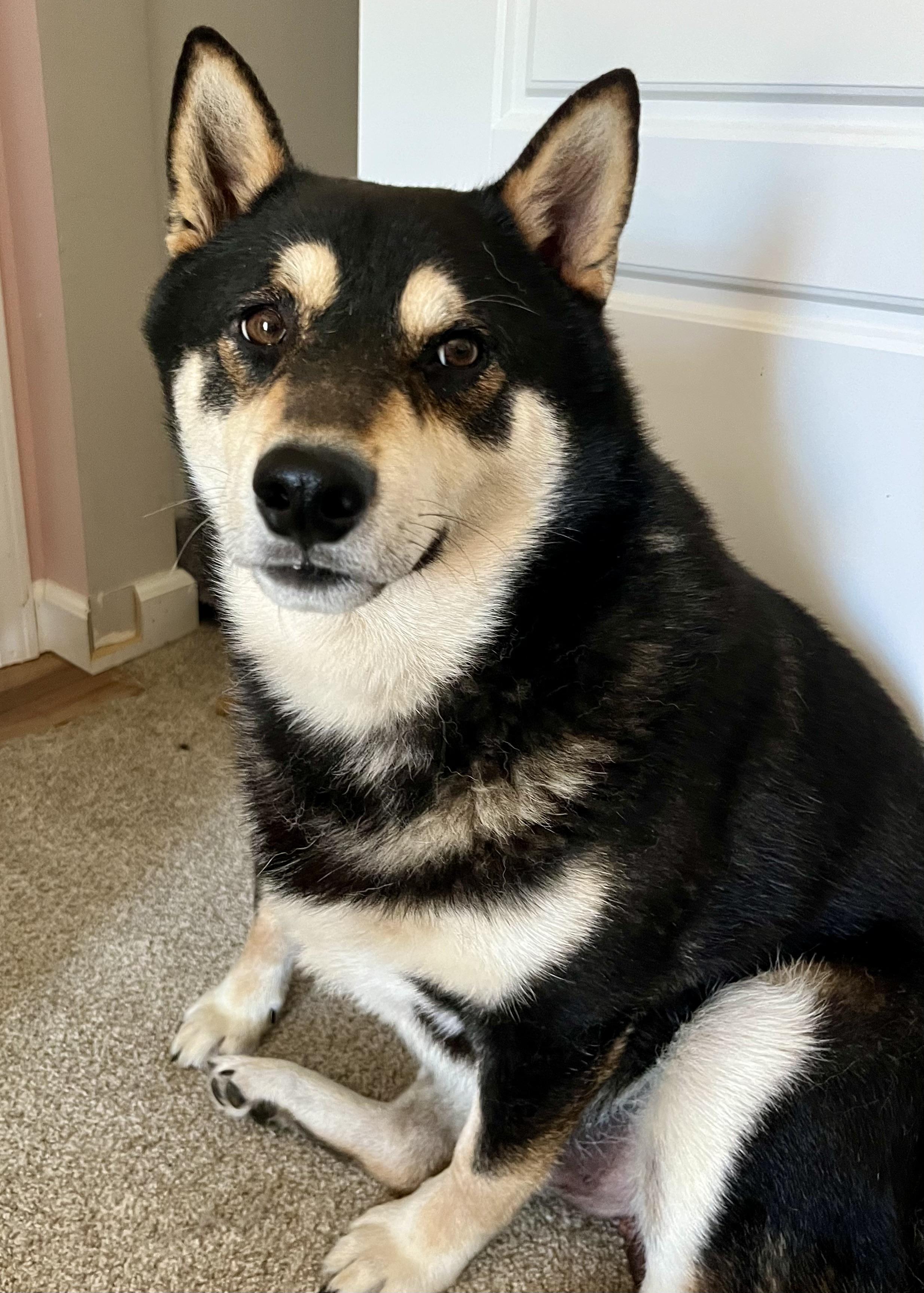 Ojin, a ADOPTABLE Shiba Inu in Jonesburg, MO image 3/6