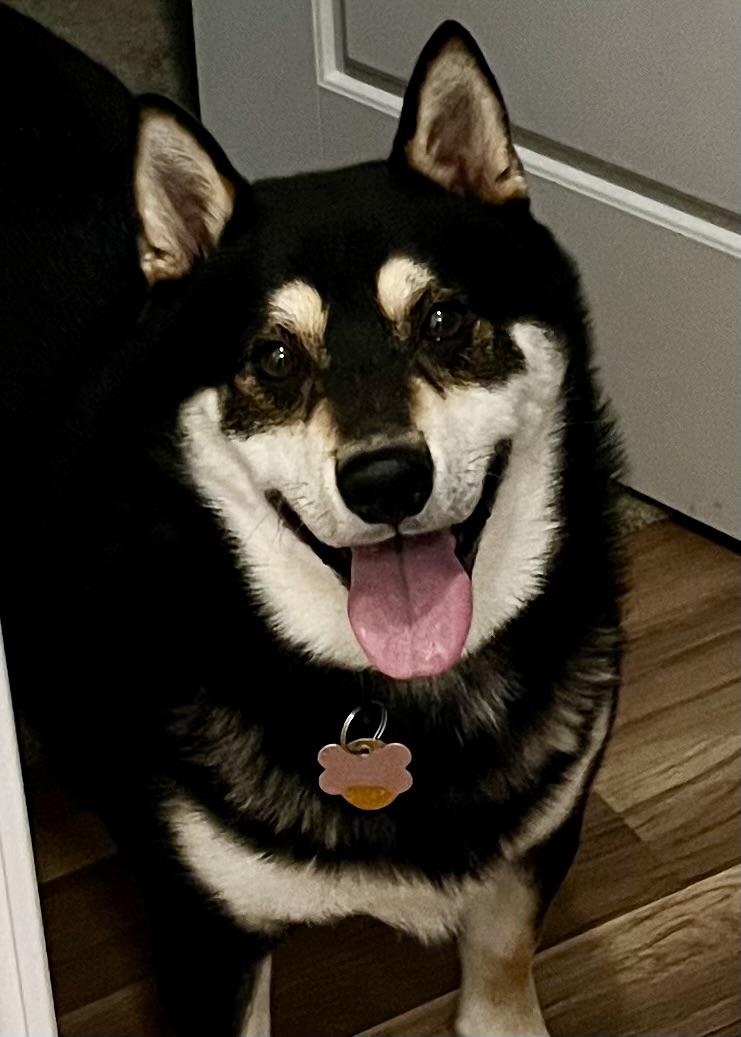 Ojin, ADOPTABLE, Adult Male Shiba Inu.