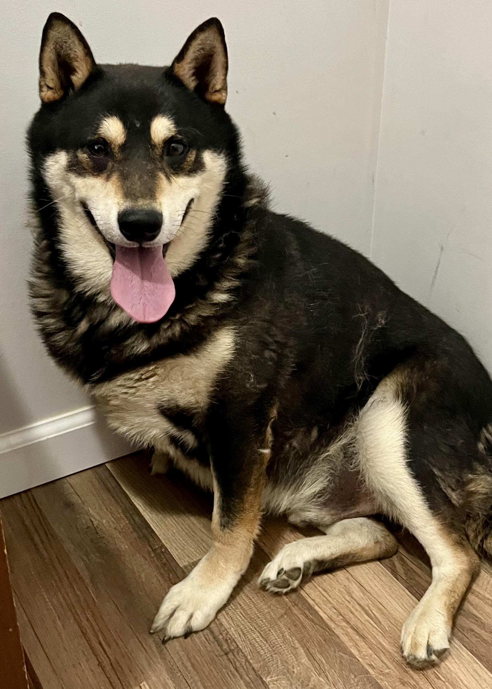 Ojin, a ADOPTABLE Shiba Inu in Jonesburg, MO image 5/6