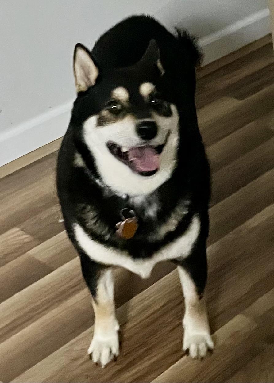 Ojin, a ADOPTABLE Shiba Inu in Jonesburg, MO image 6/6