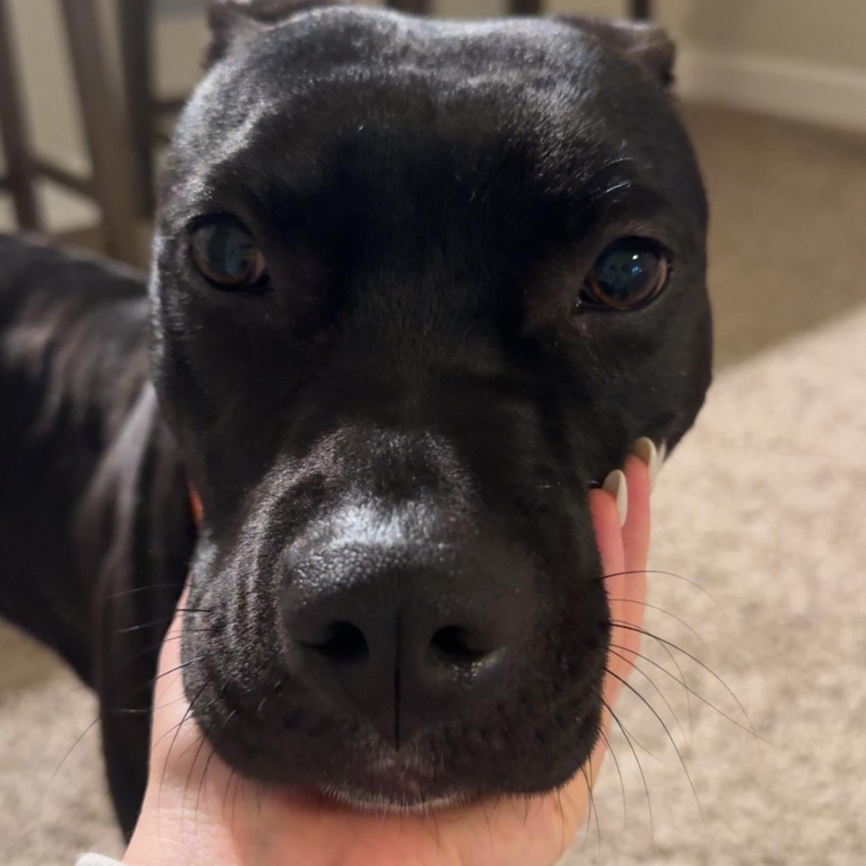 Enlarge Layla, a Adoptable mixed breed in Brentwood, TN image 4/4