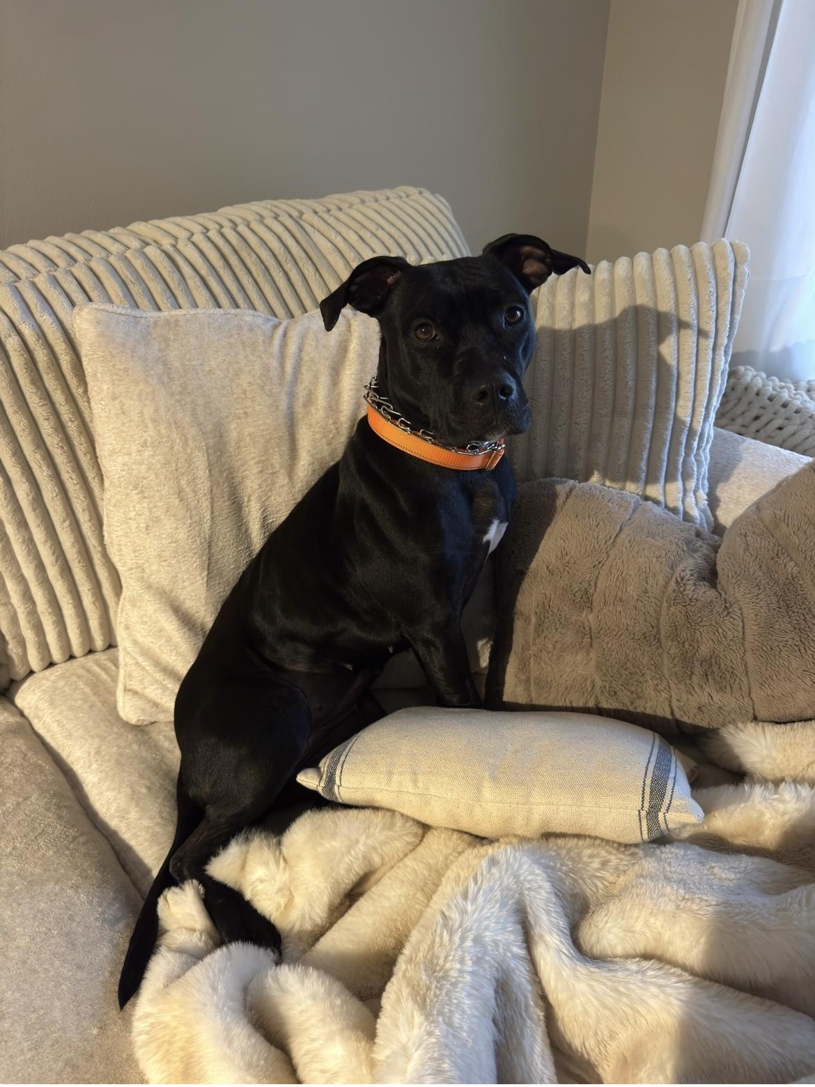 Enlarge Layla, a Adoptable mixed breed in Brentwood, TN image 1/4