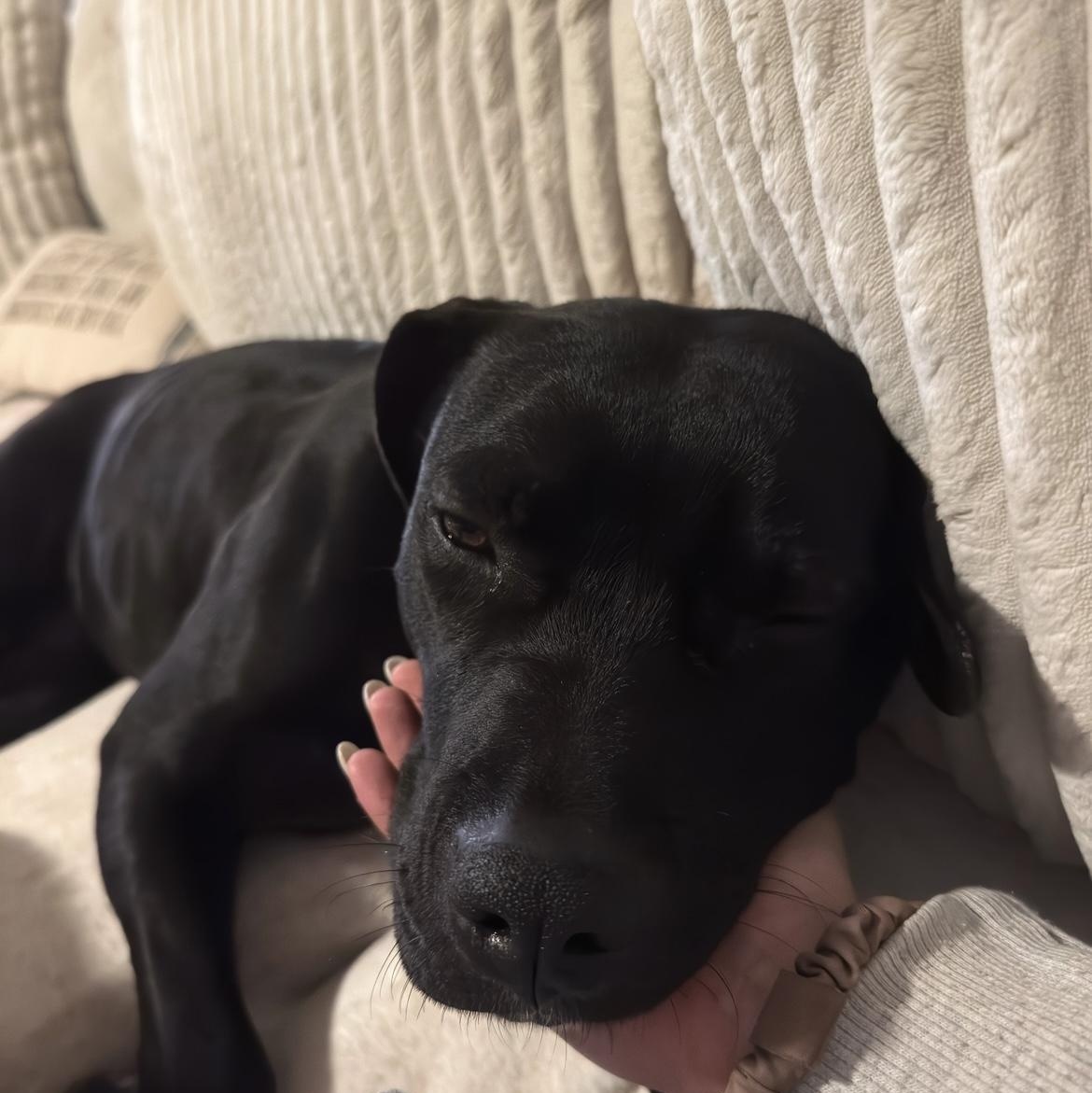 Enlarge Layla, a Adoptable mixed breed in Brentwood, TN image 2/4