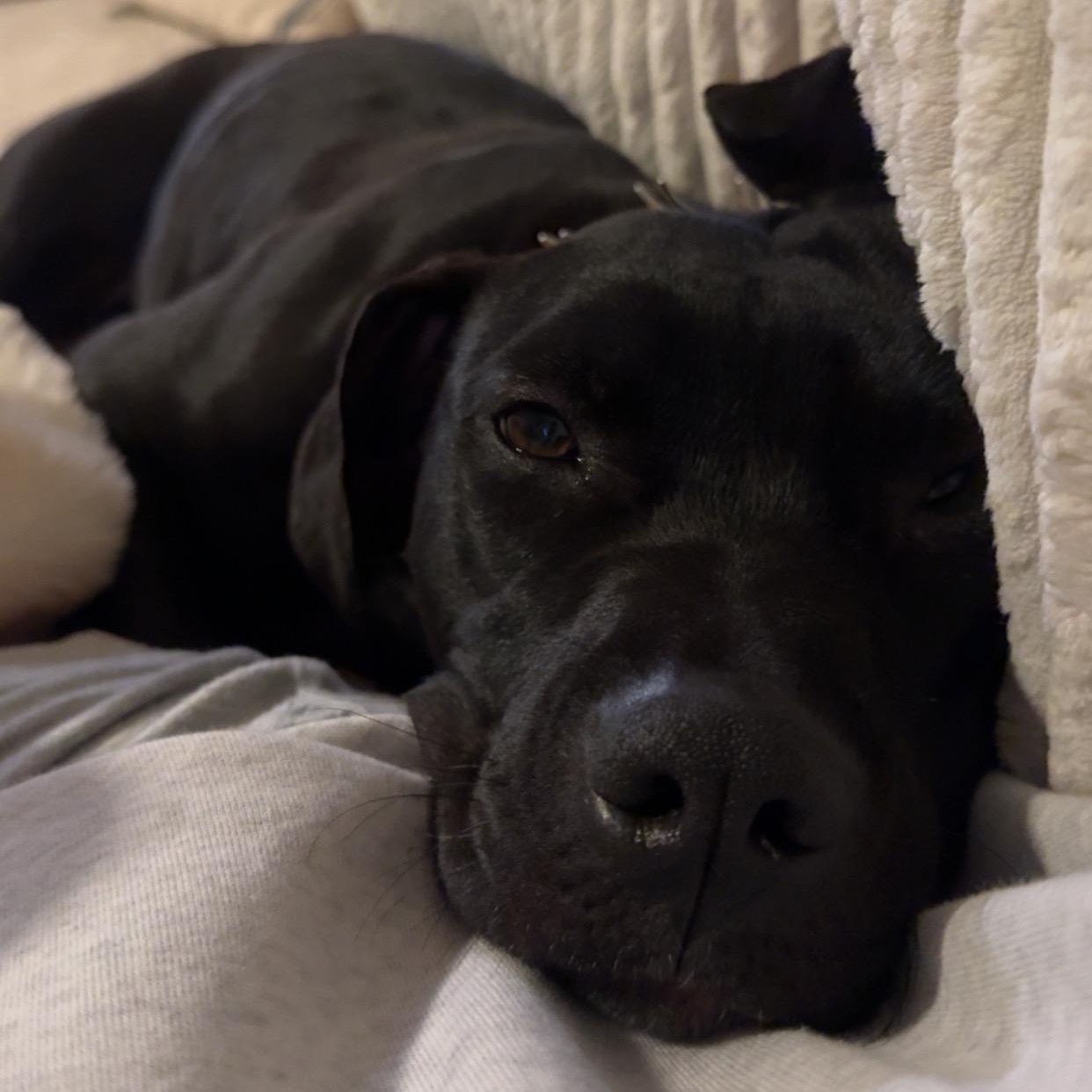 Enlarge Layla, a Adoptable mixed breed in Brentwood, TN image 3/4