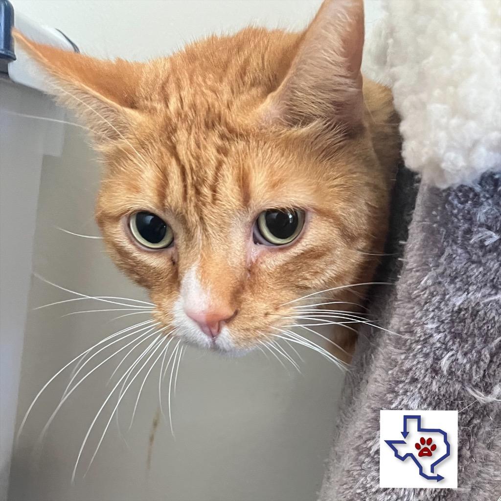 Paws, a Adoptable mixed breed in Houston, TX image 1/6