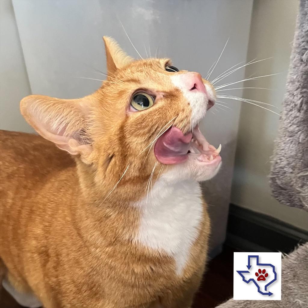 Paws, a Adoptable mixed breed in Houston, TX image 2/6