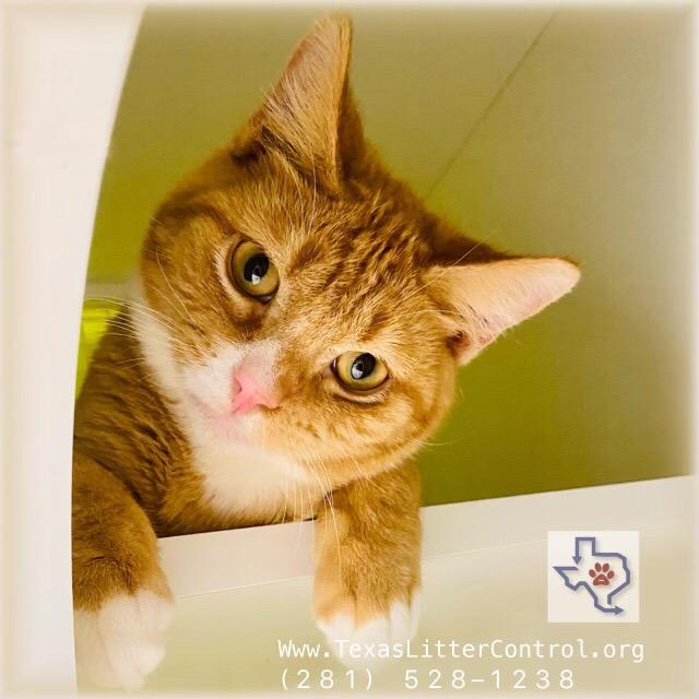 Paws, a Adoptable mixed breed in Houston, TX image 3/6