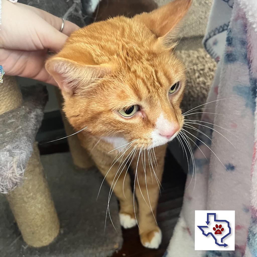 Paws, a Adoptable mixed breed in Houston, TX image 4/6
