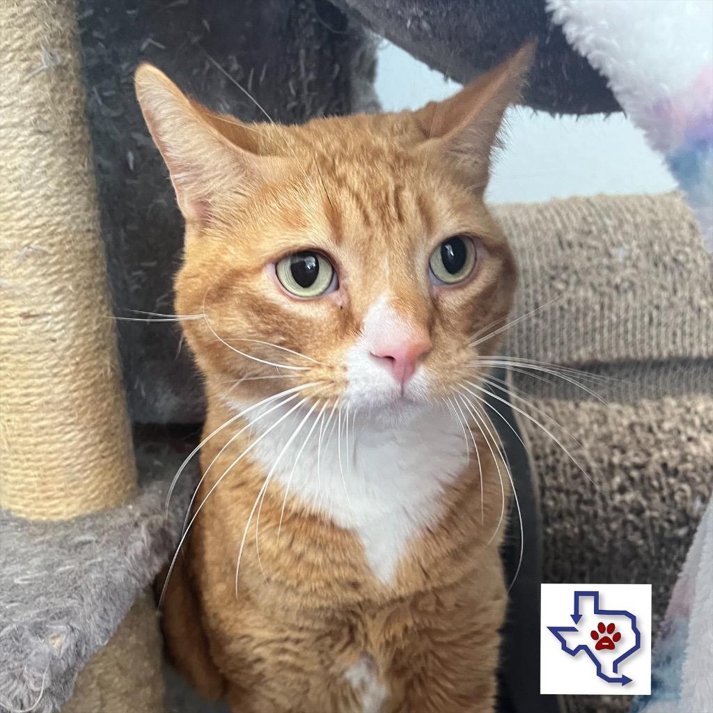 Paws, a Adoptable mixed breed in Houston, TX image 6/6