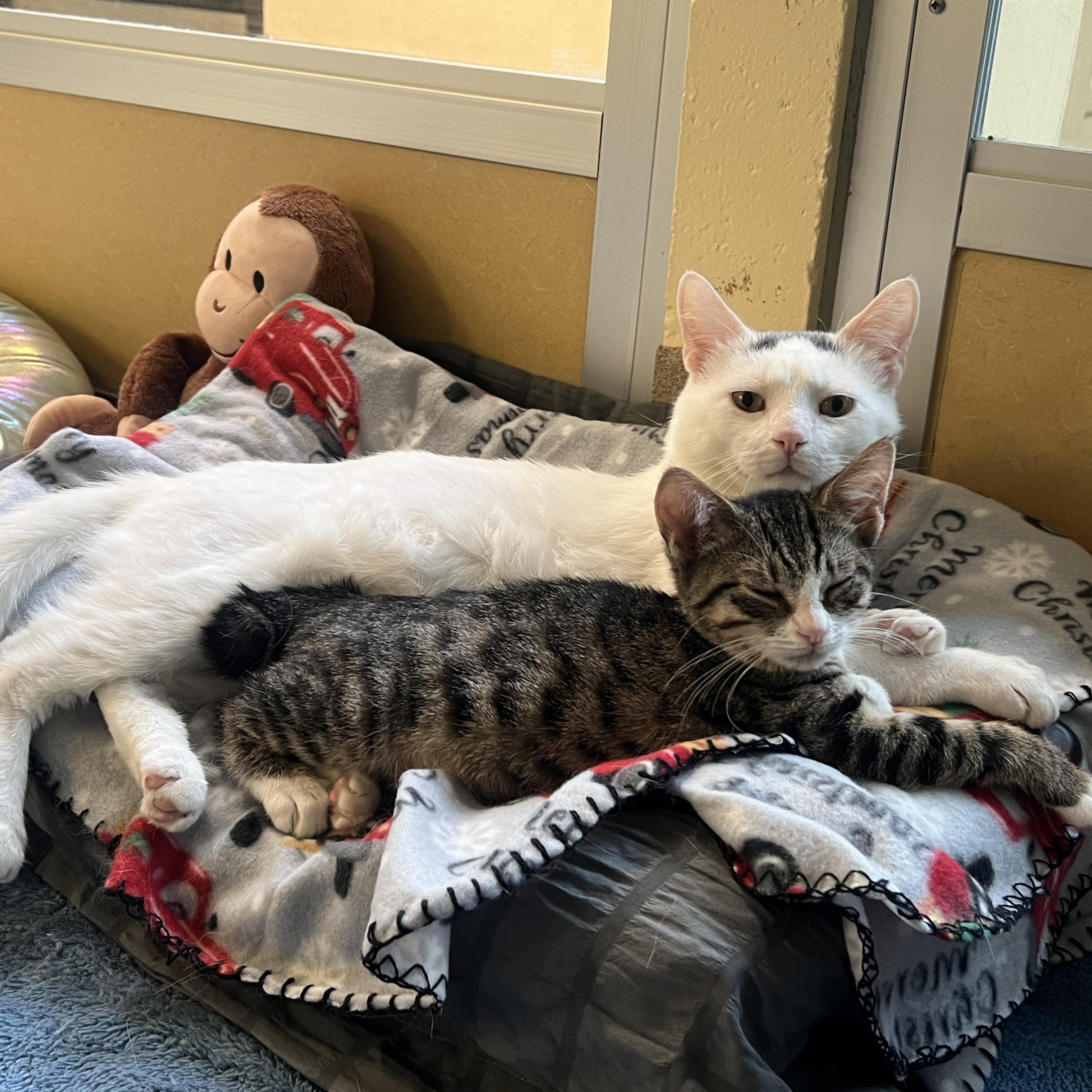 LL Toe Beans & Suzie Stubbz, an adopted Domestic Short Hair in Eatontown, NJ image 4/5