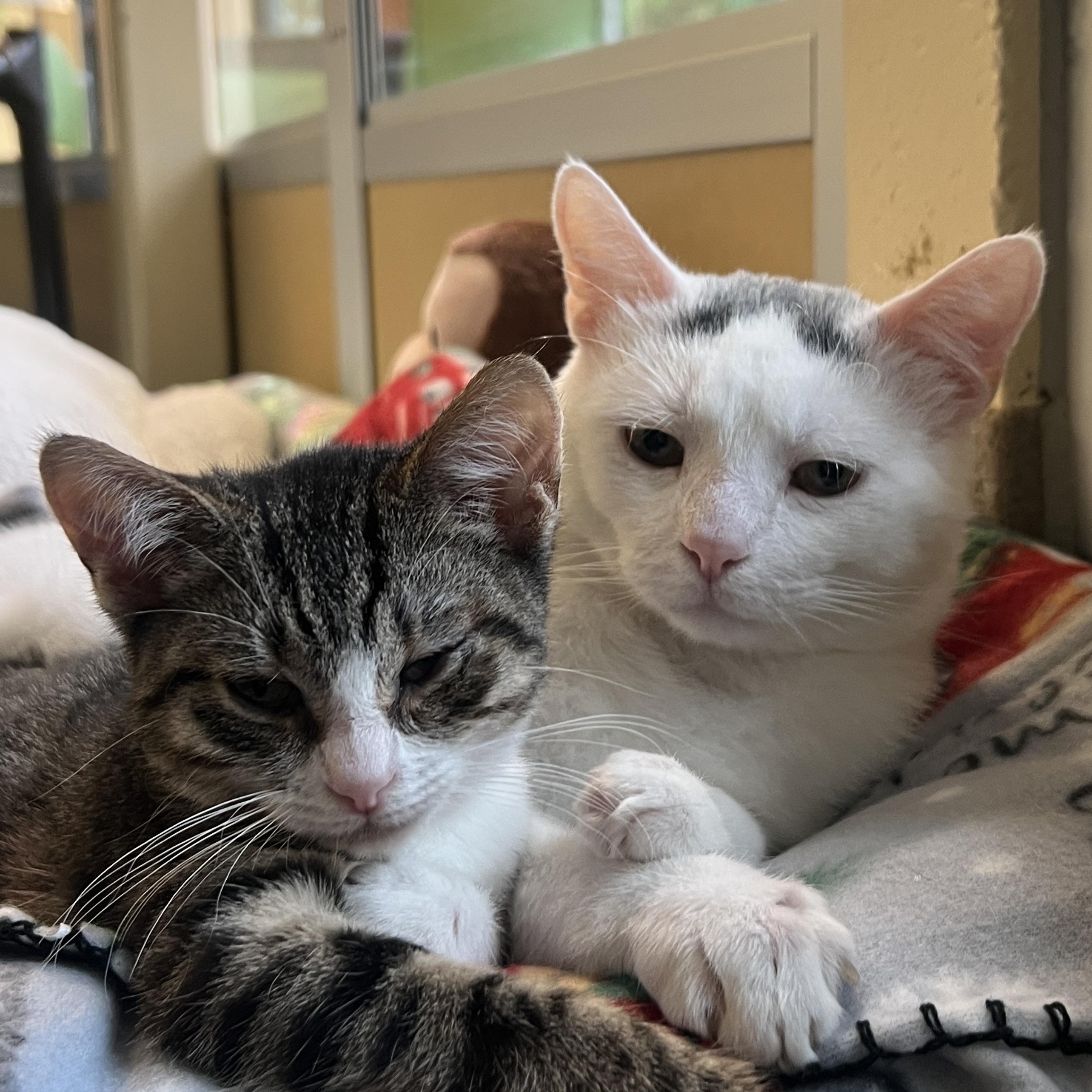 LL Toe Beans & Suzie Stubbz, an adopted Domestic Short Hair in Eatontown, NJ image 3/5