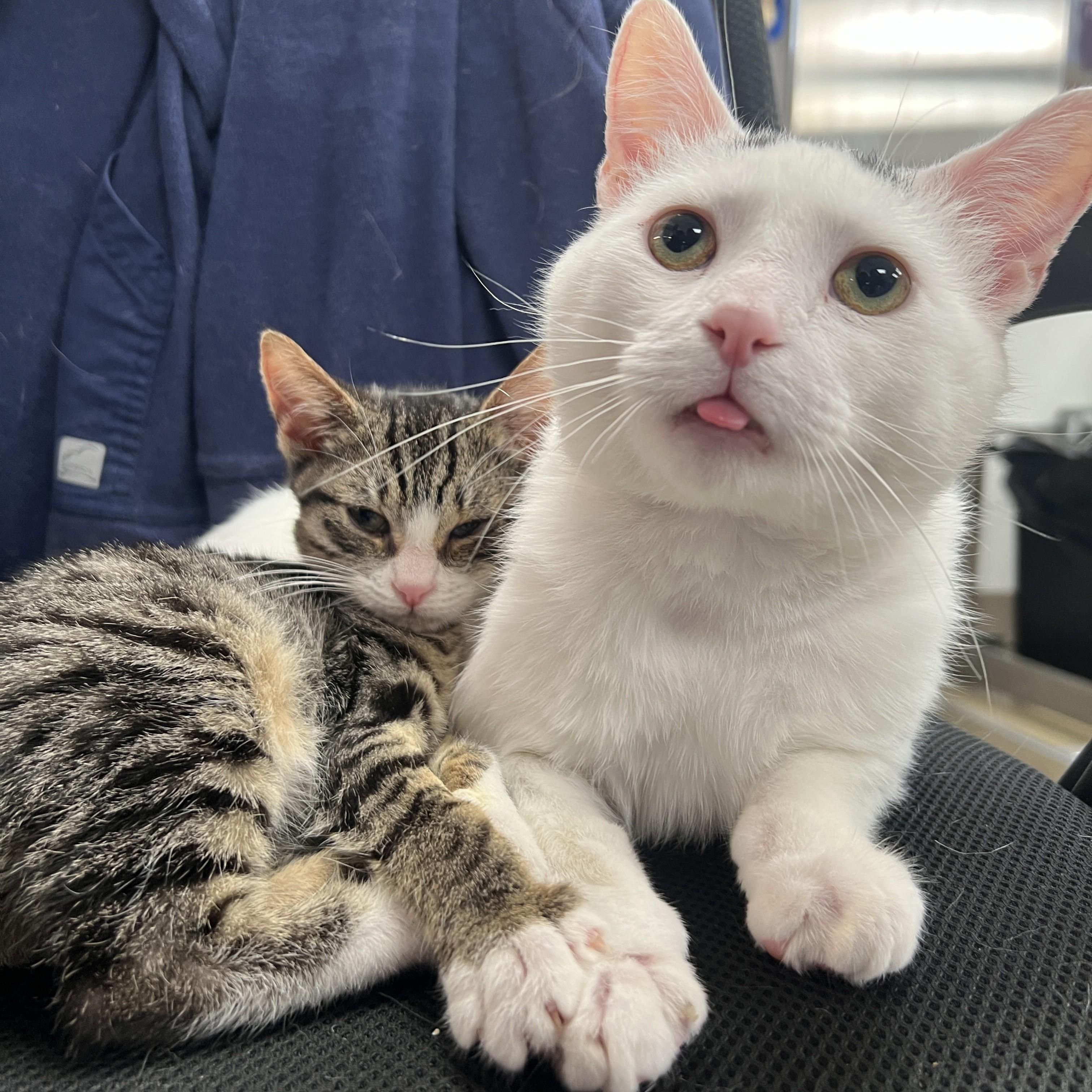 LL Toe Beans & Suzie Stubbz, adopted, Young Male Domestic Short Hair.
