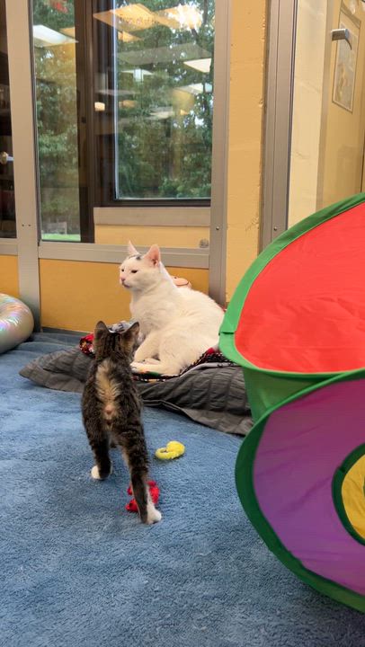 Enlarge LL Toe Beans & Suzie Stubbz, an adopted Domestic Short Hair in Eatontown, NJ video 2/5