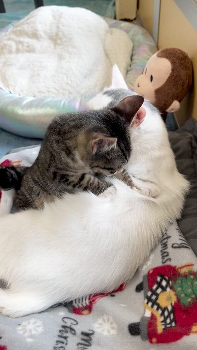Enlarge LL Toe Beans & Suzie Stubbz, an adopted Domestic Short Hair in Eatontown, NJ video 5/5