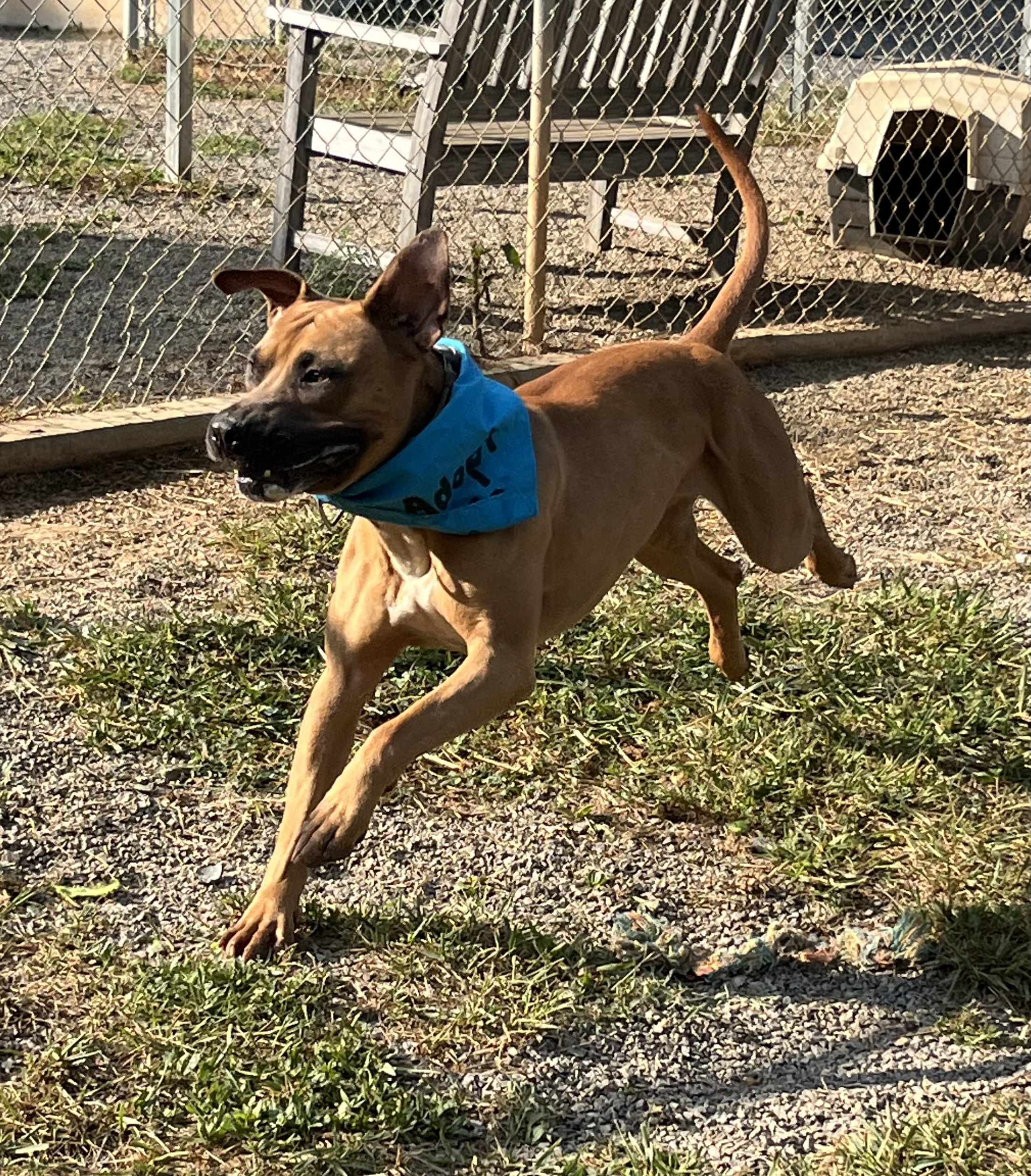 Enlarge Max, a Adoptable mixed breed in Blue Ridge, GA image 5/6
