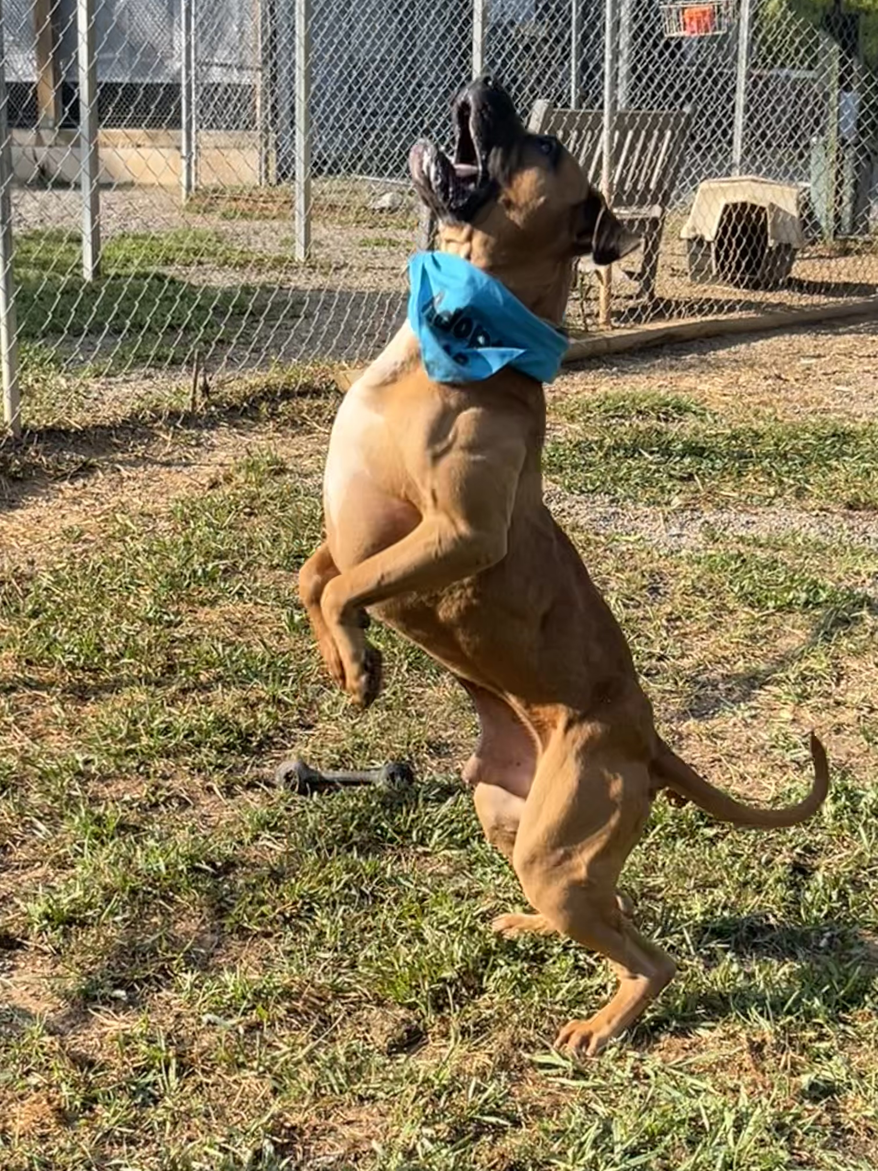 Enlarge Max, a Adoptable mixed breed in Blue Ridge, GA image 6/6