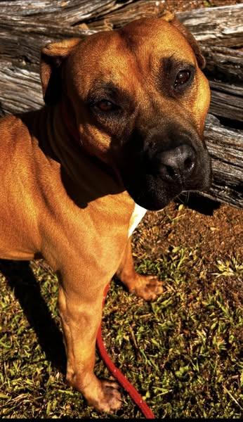 Enlarge Max, a Adoptable mixed breed in Blue Ridge, GA image 1/6