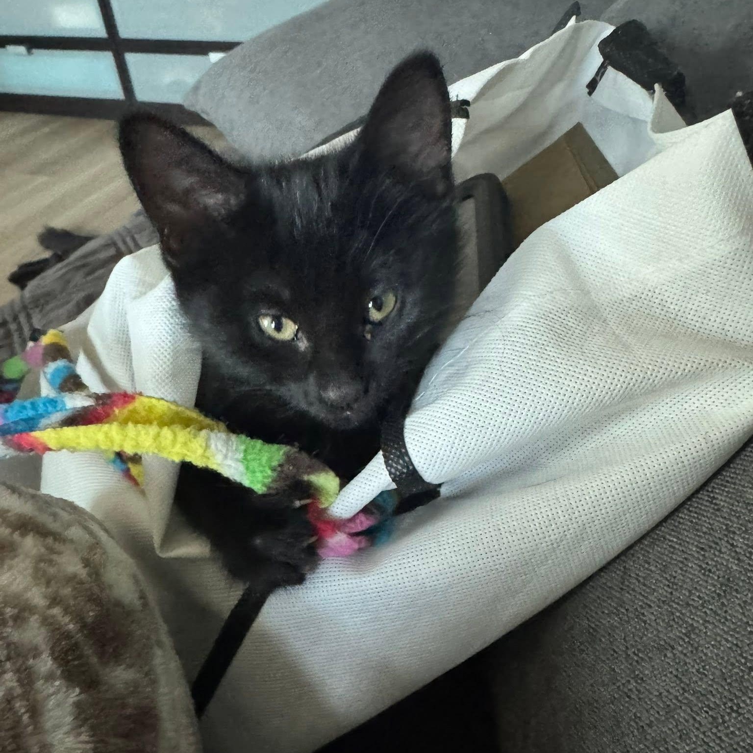 Jinx, ADOPTABLE, Kitten Female Domestic Short Hair.