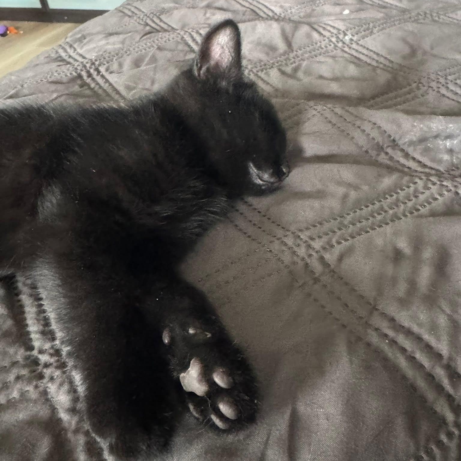 Enlarge Jinx, a ADOPTABLE Domestic Short Hair in Queen Creek, AZ image 3/4