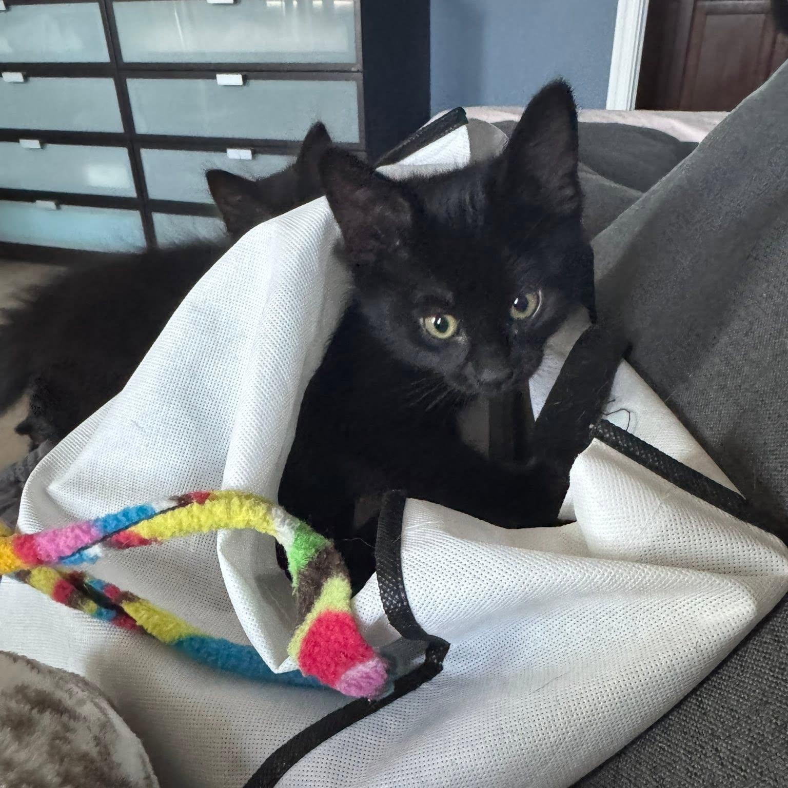 Enlarge Jinx, a ADOPTABLE Domestic Short Hair in Queen Creek, AZ image 2/4