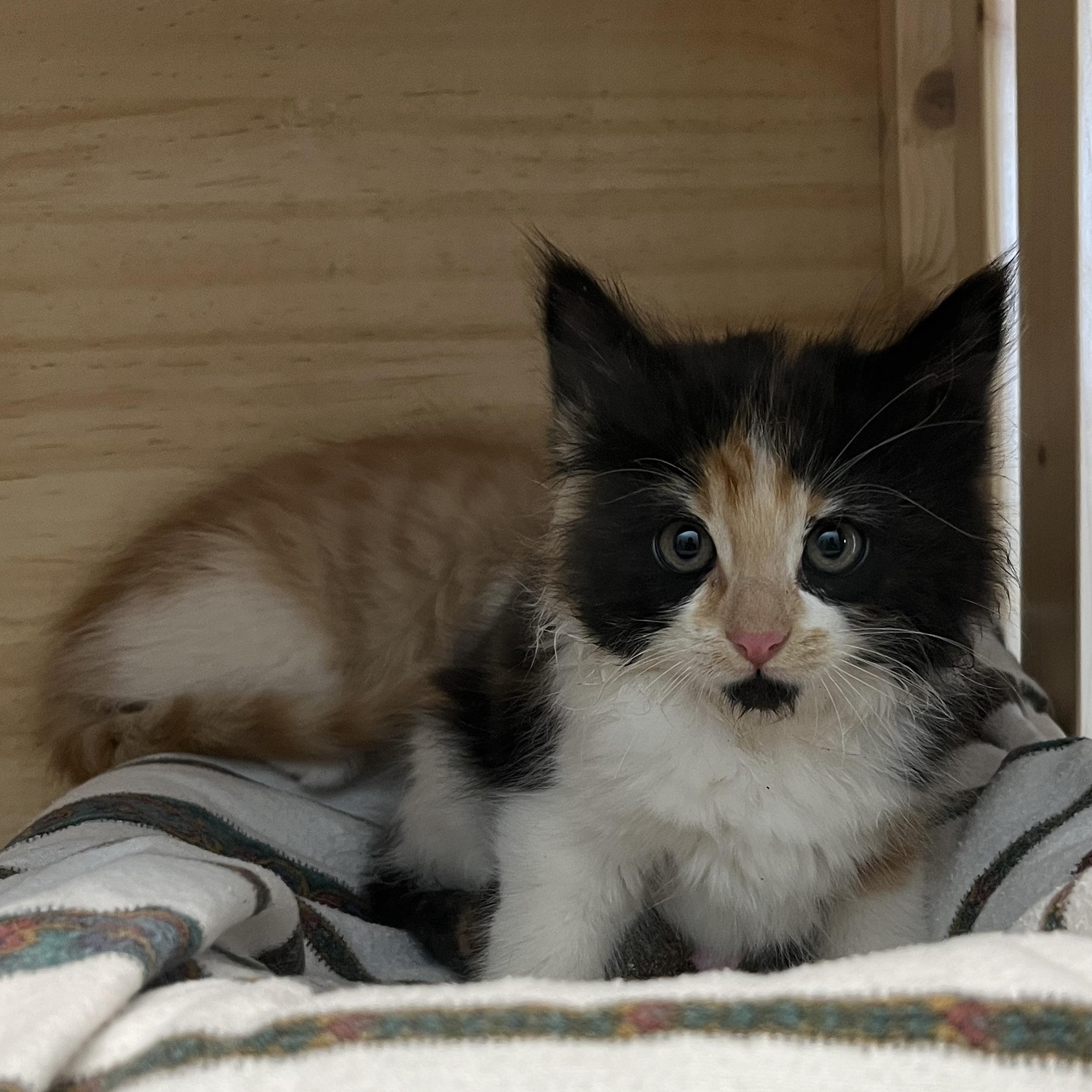 Artichoke, an adoptable Domestic Long Hair, Calico in Torrey, UT, 84775 | Photo Image 3
