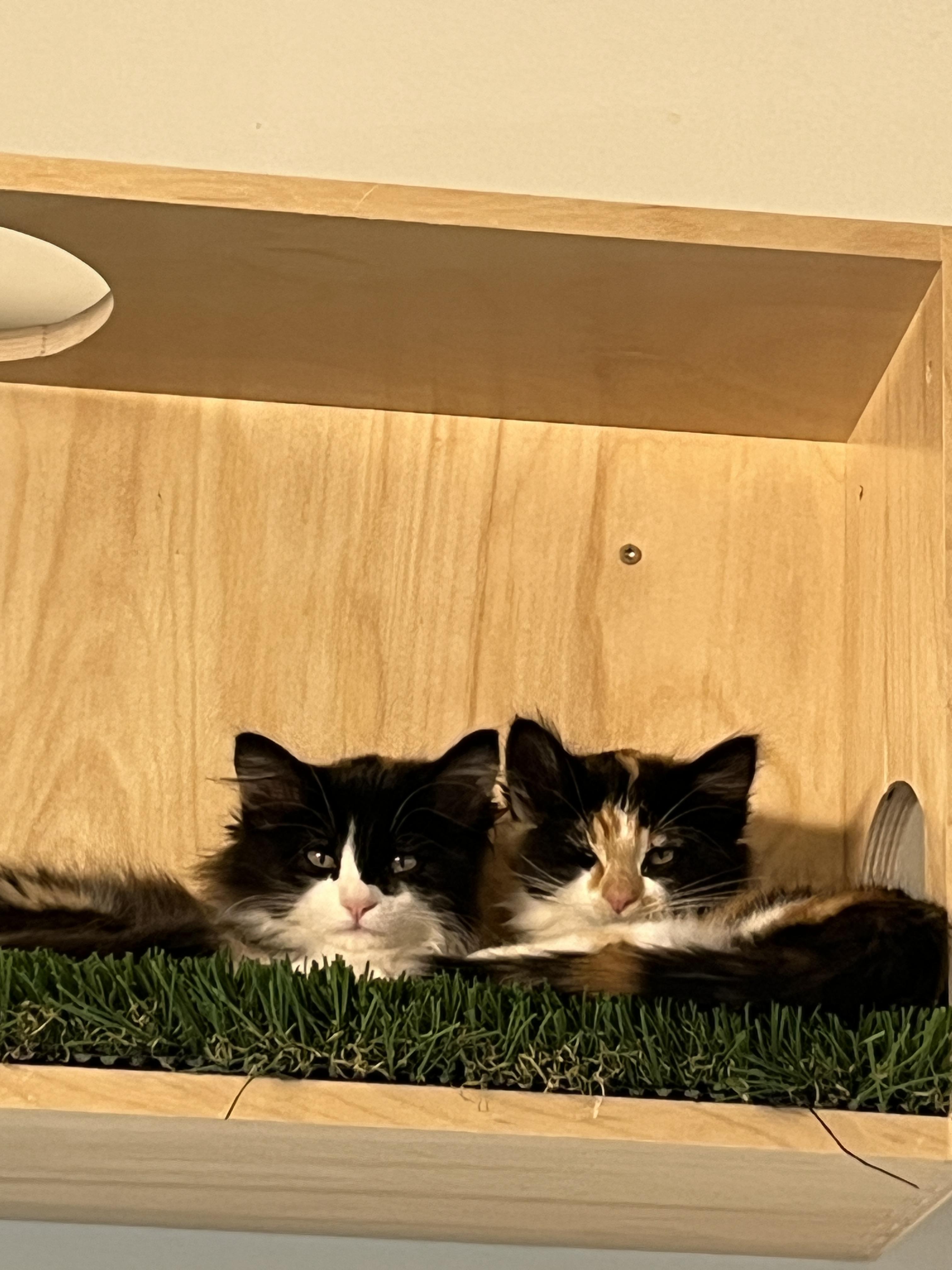 Artichoke, an adoptable Domestic Long Hair, Calico in Torrey, UT, 84775 | Photo Image 2