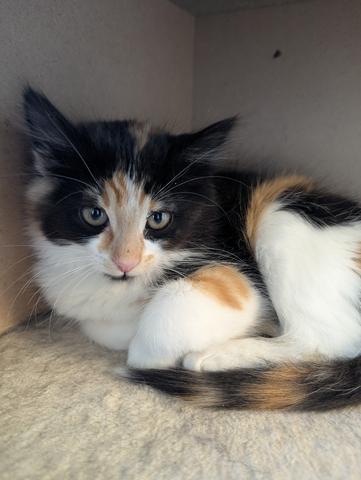 Artichoke, an adoptable Domestic Long Hair, Calico in Torrey, UT, 84775 | Photo Image 1