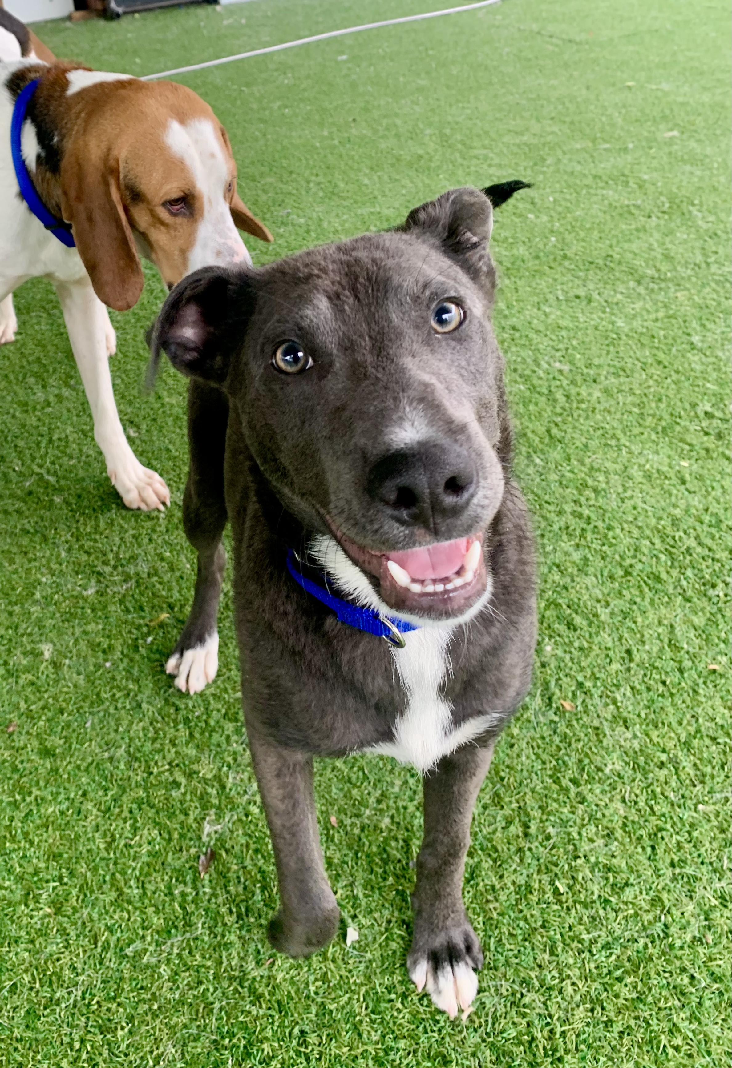 Enlarge Jill, a ADOPTABLE mixed breed in Grass Valley, CA image 1/6