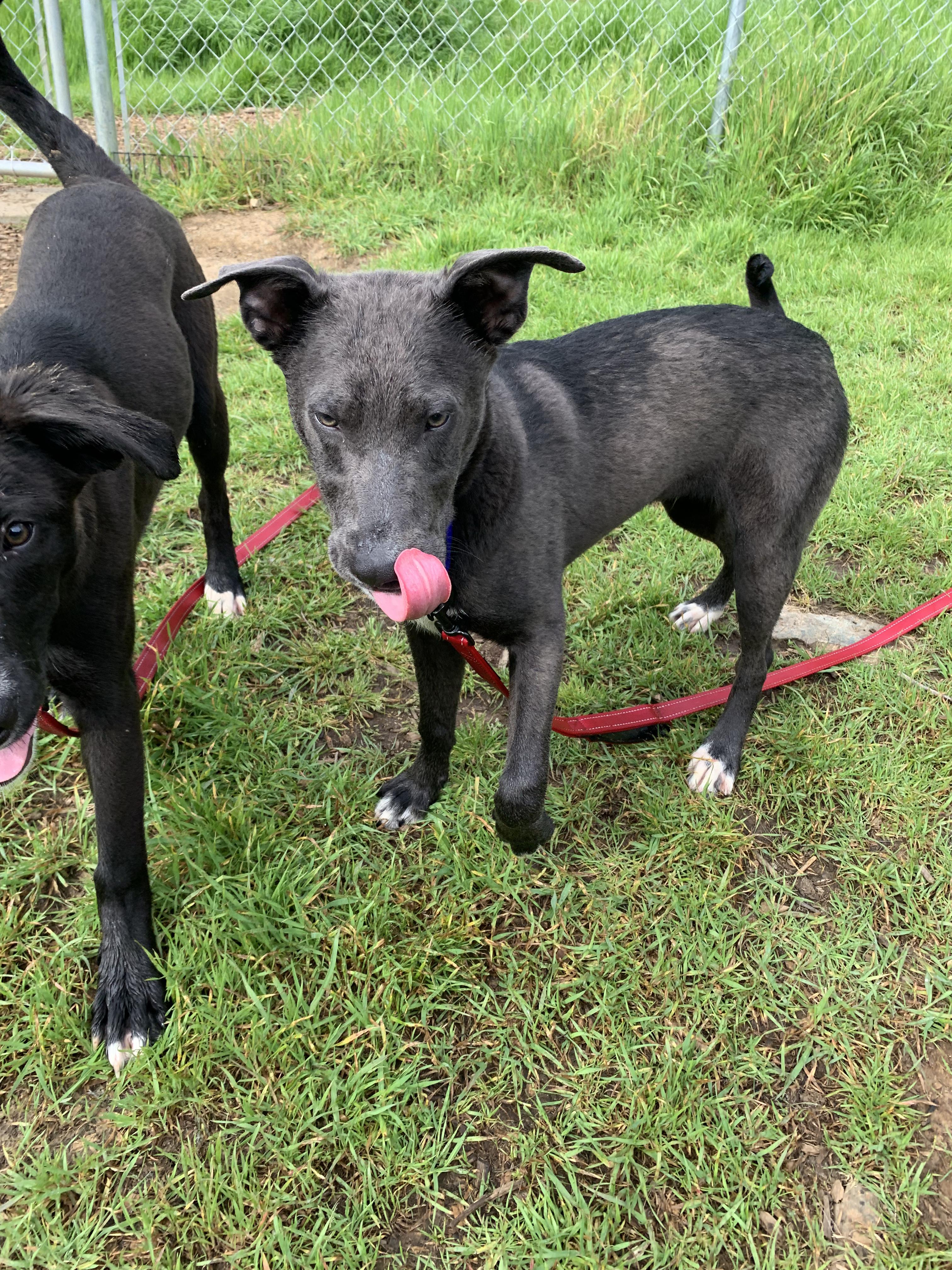 Enlarge Jill, a ADOPTABLE mixed breed in Grass Valley, CA image 4/6