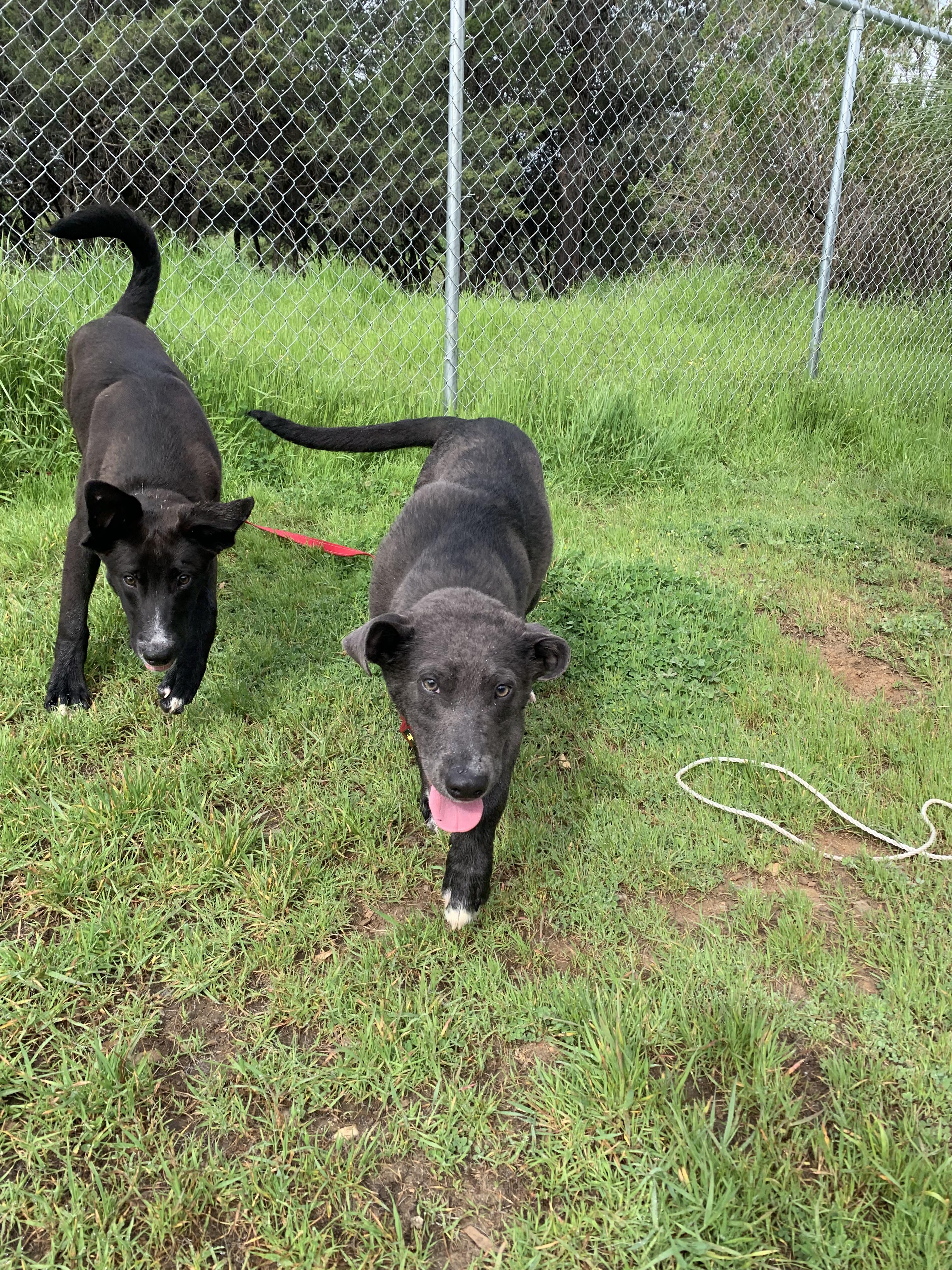 Enlarge Jill, a ADOPTABLE mixed breed in Grass Valley, CA image 5/6