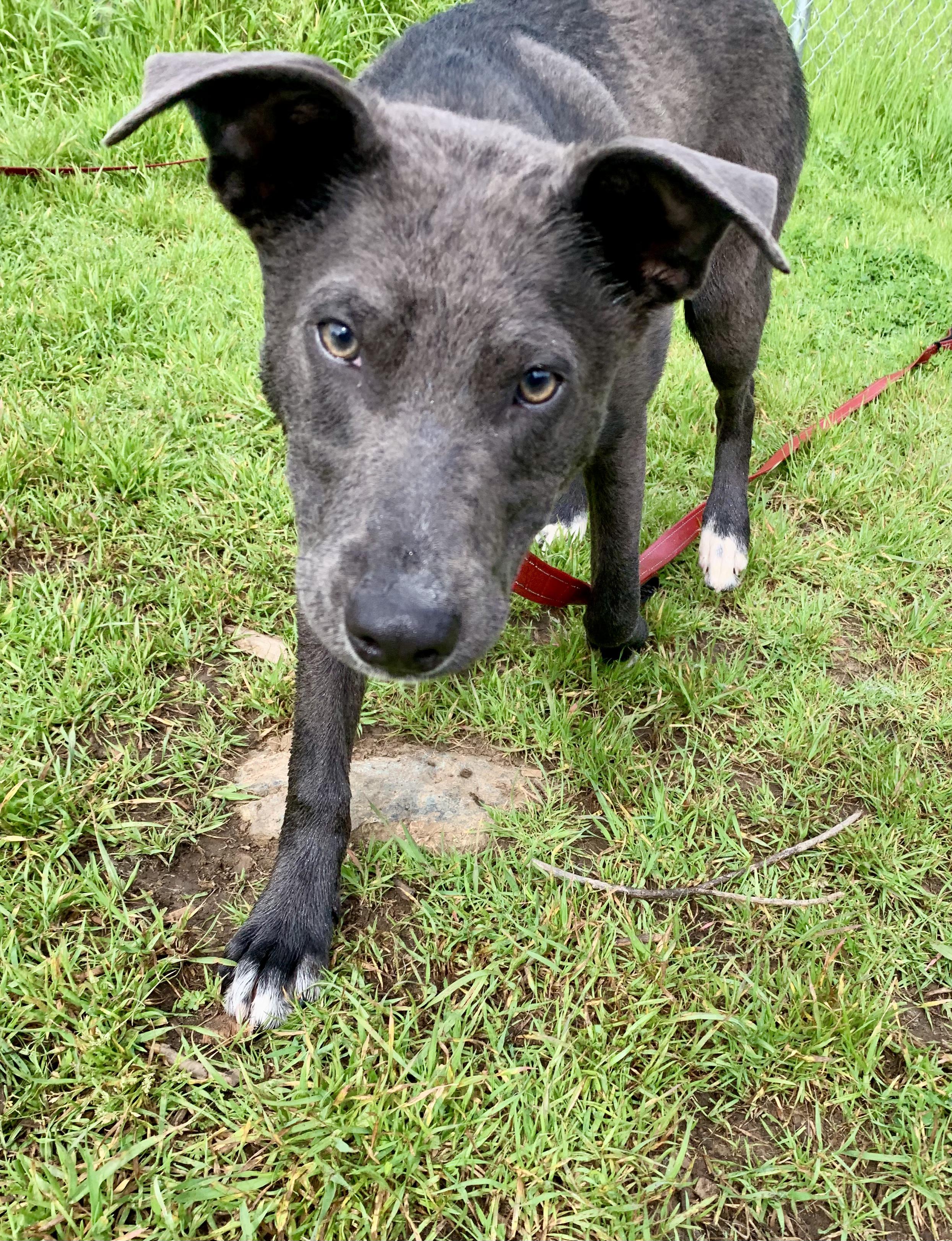 Enlarge Jill, a ADOPTABLE mixed breed in Grass Valley, CA image 2/6