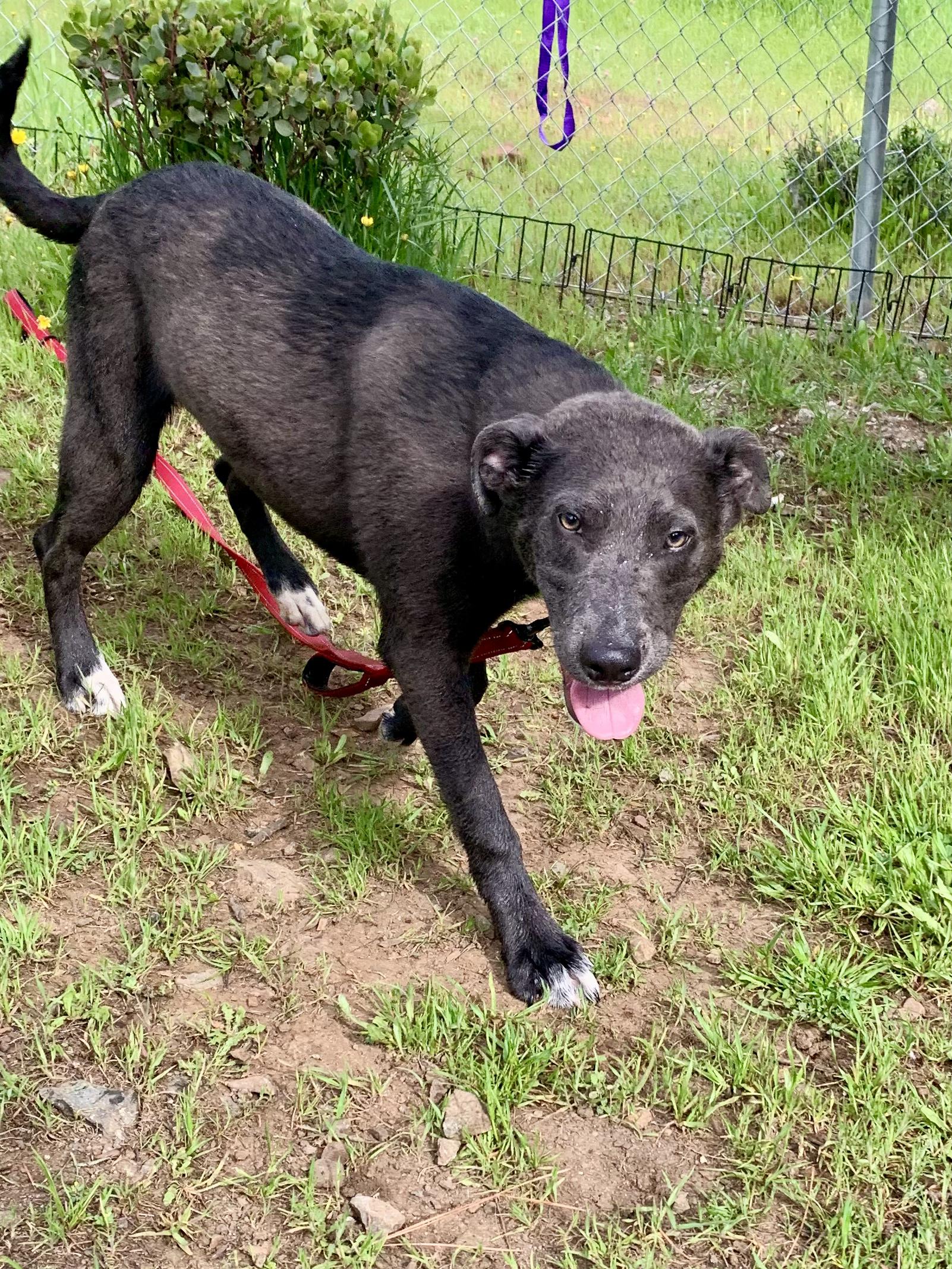 Enlarge Jill, a ADOPTABLE mixed breed in Grass Valley, CA image 6/6